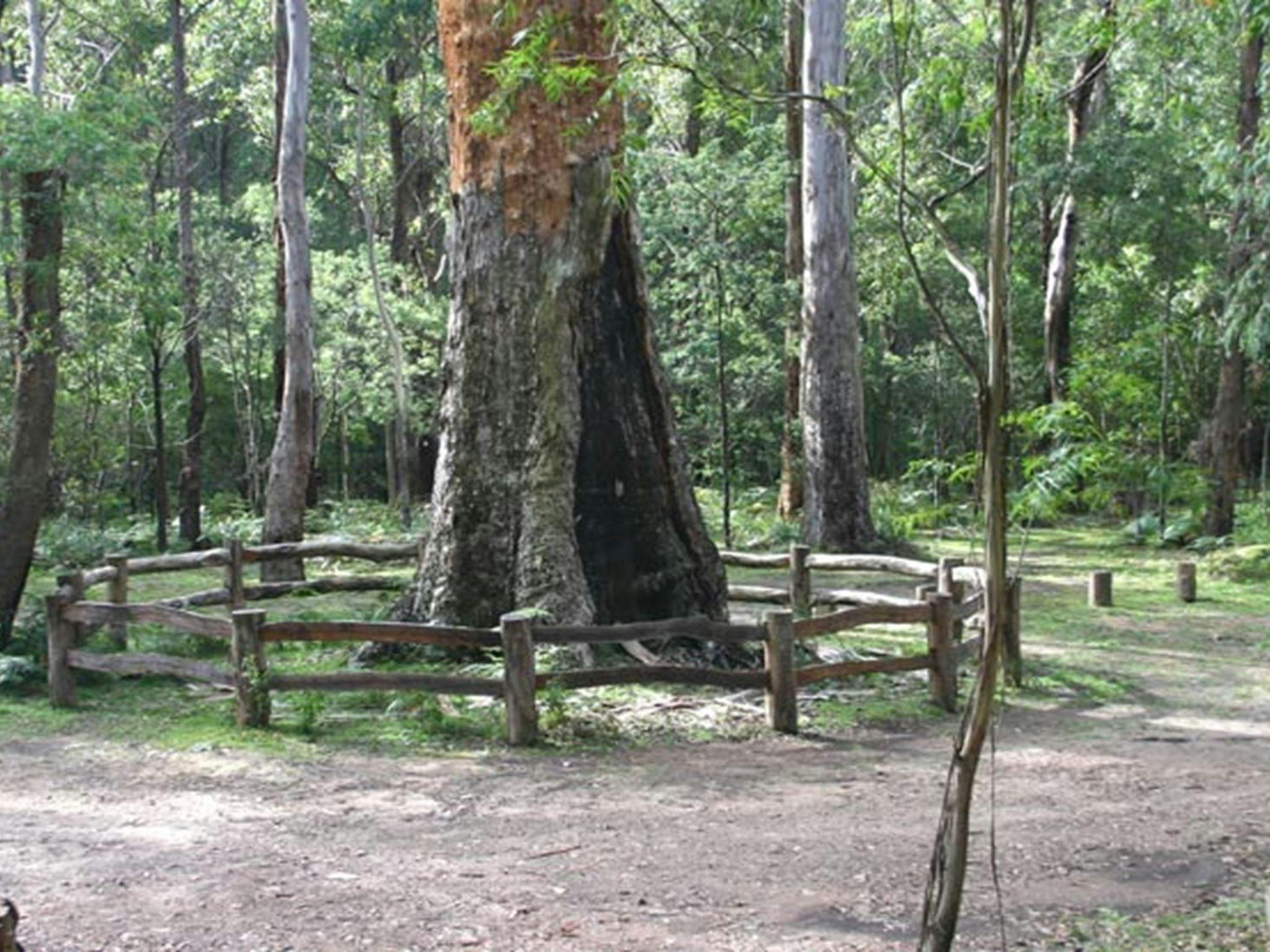 シックス マイル クリーク キャンプ場、サウス イースト フォレスト国立公園。写真提供: David Costello &copy; DPIE