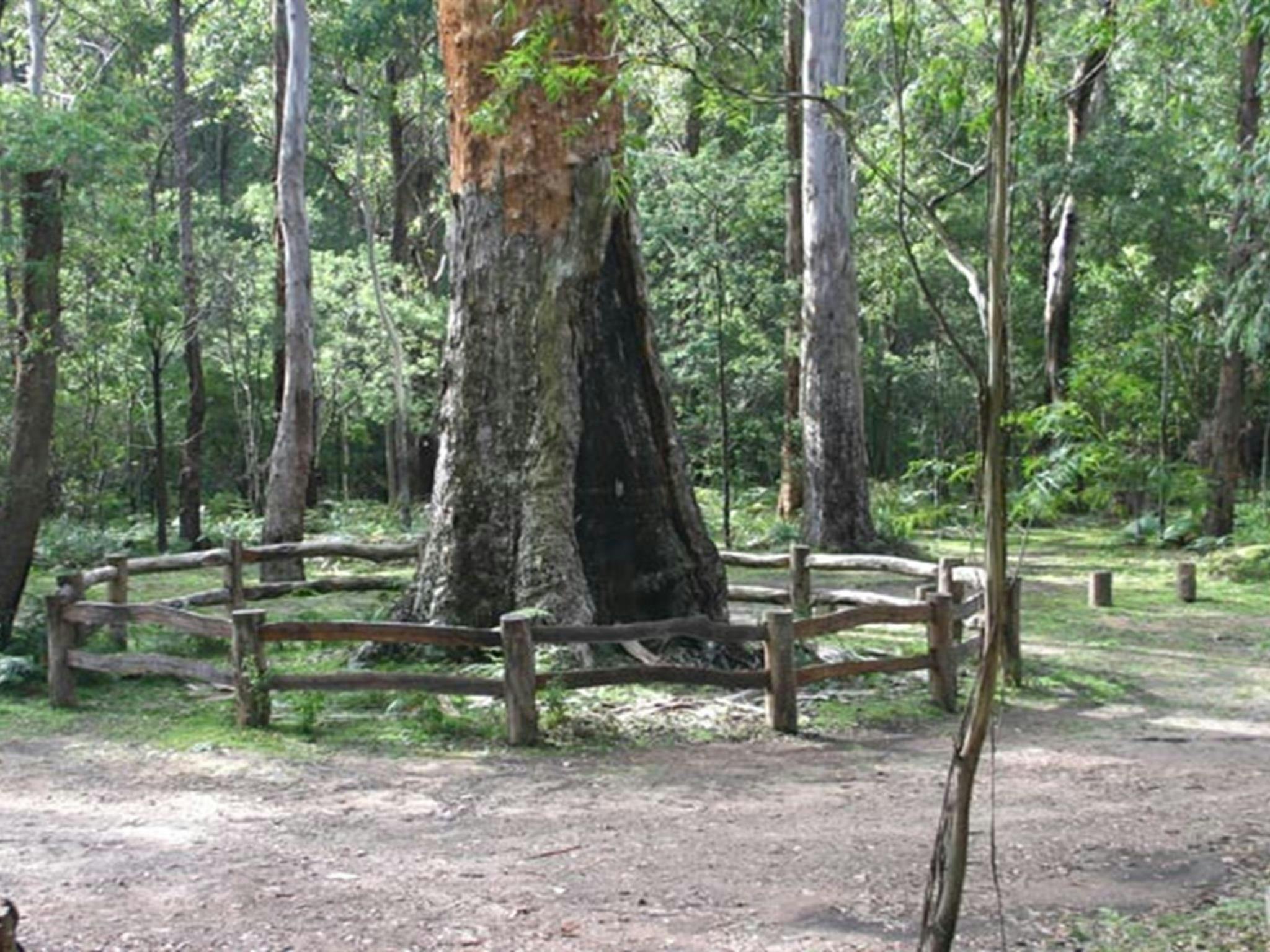 Six Mile Creek campground, South East Forest National Park. Photo credit: David Costello &copy; DPIE