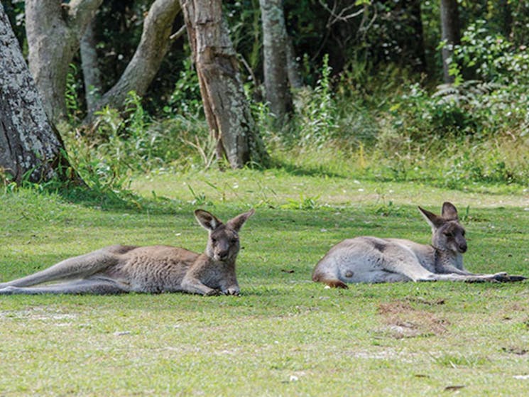 Eastern grey kangaroos near Smoky Cape campground in Hat Head National Park. Photo: John