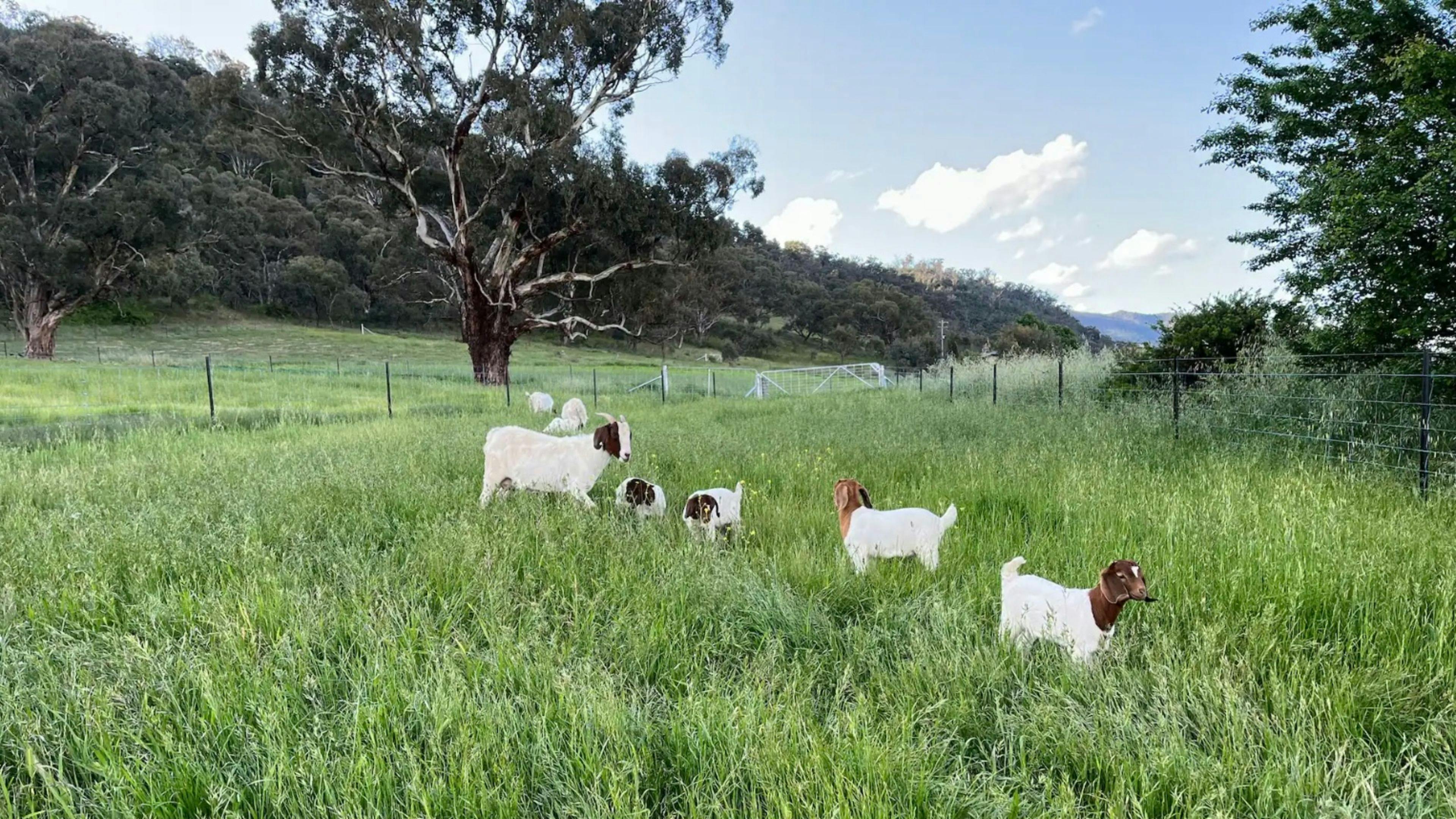 Snowy River Farm 