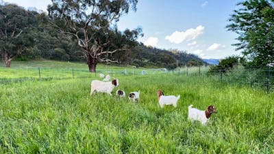 Snowy River Farm