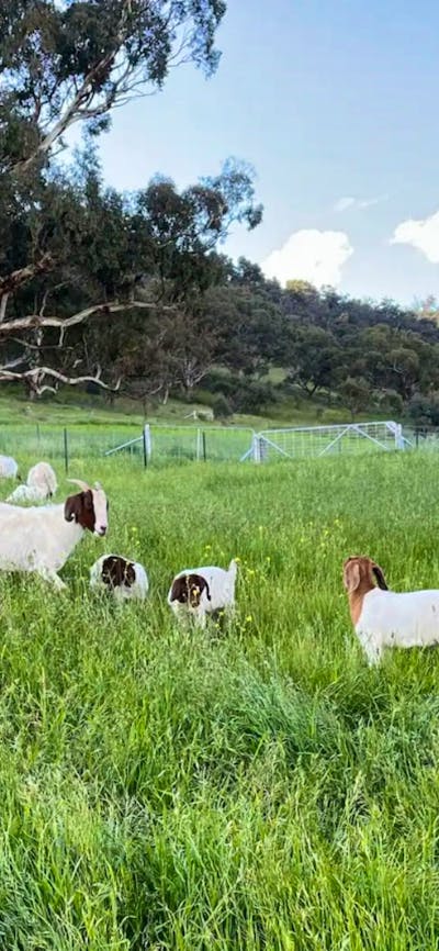 Snowy River Farm