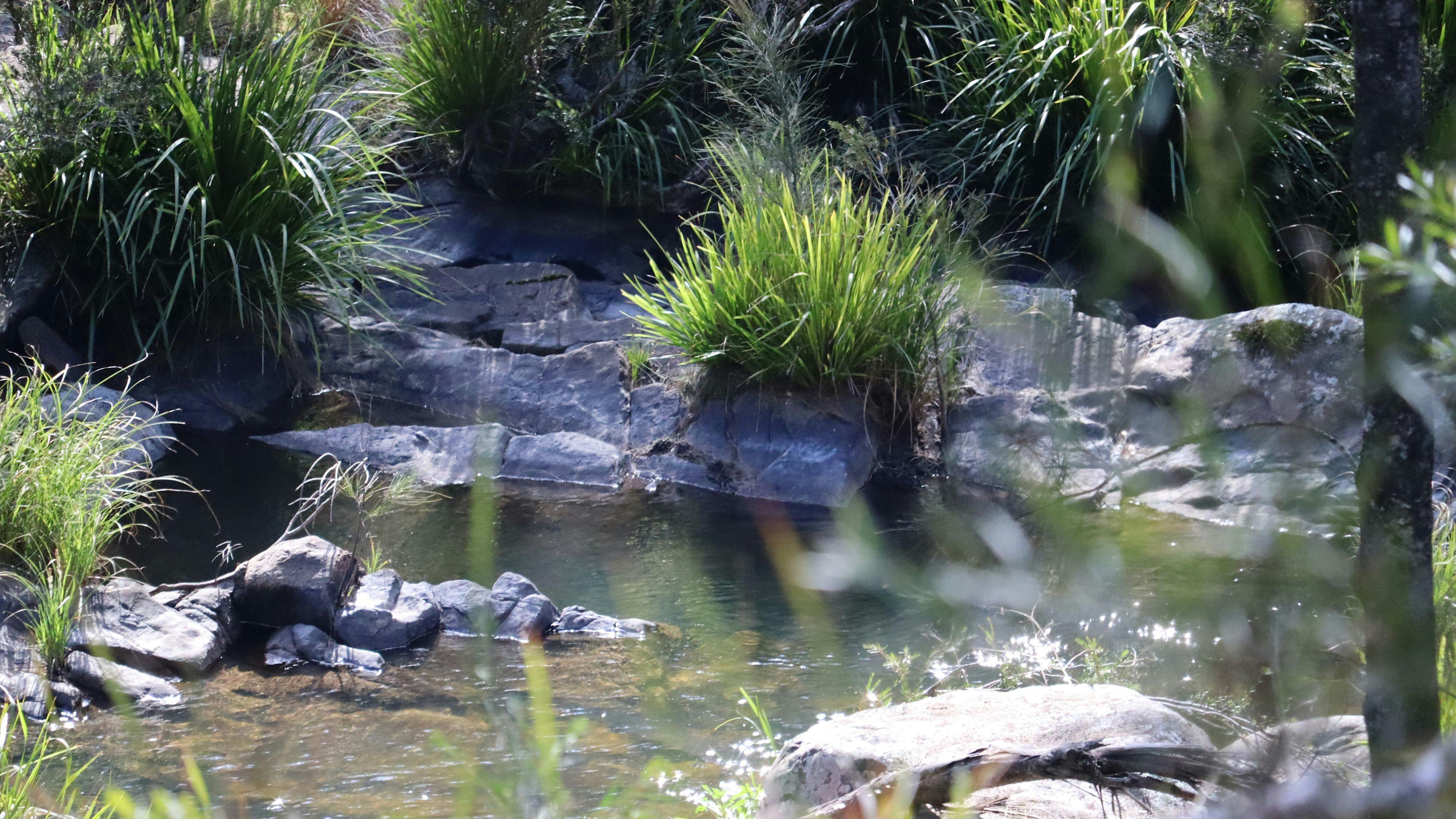 Blicks River Camping