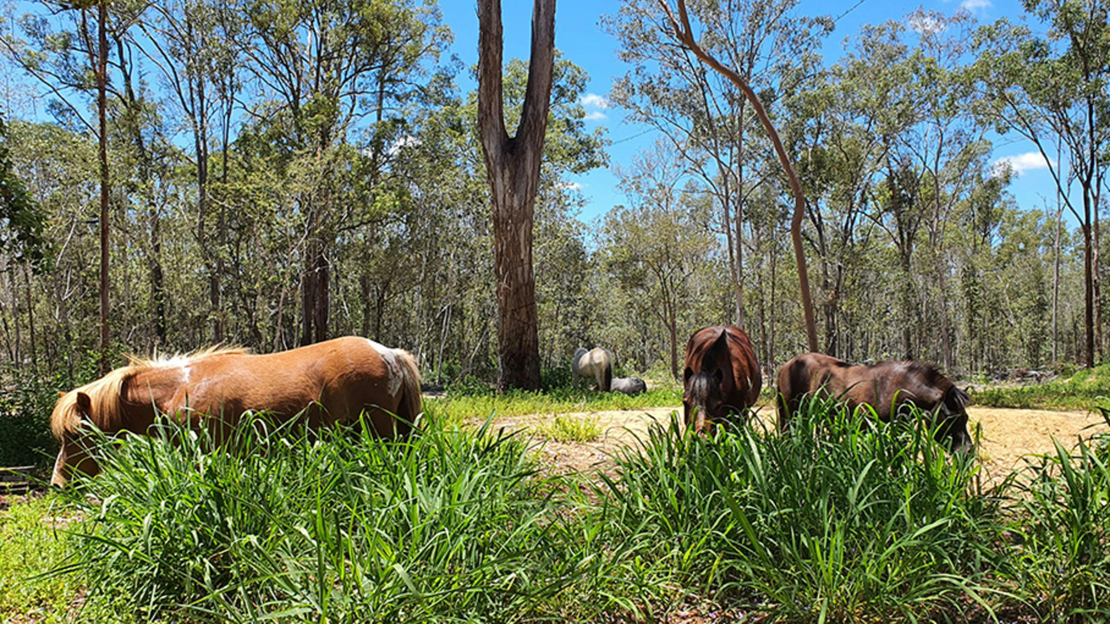Somerset Valley Farm