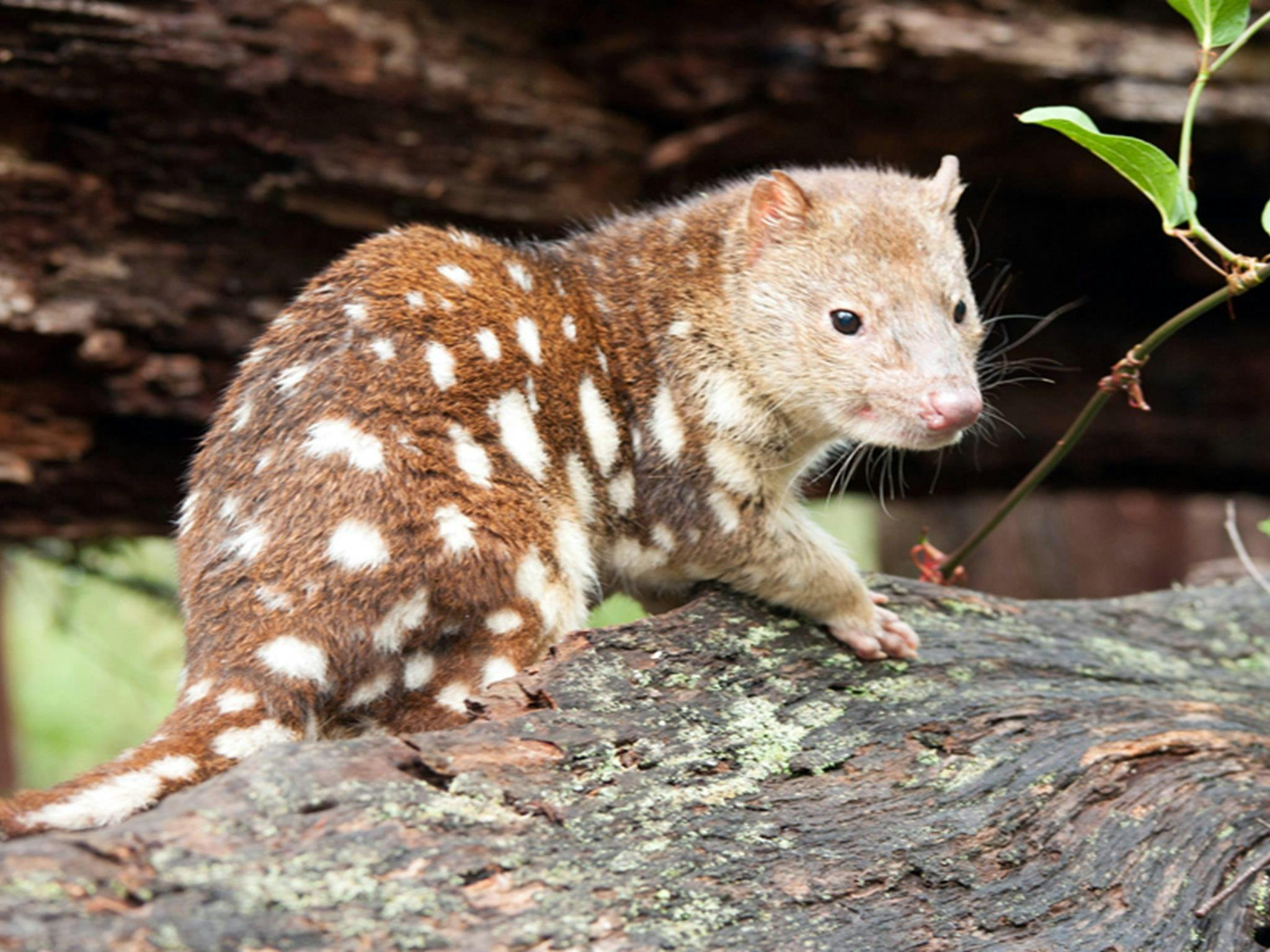 Spotted-tailed quolls can be seen in Boonoo Boonoo National Park near Tenterfield. Photo: James
