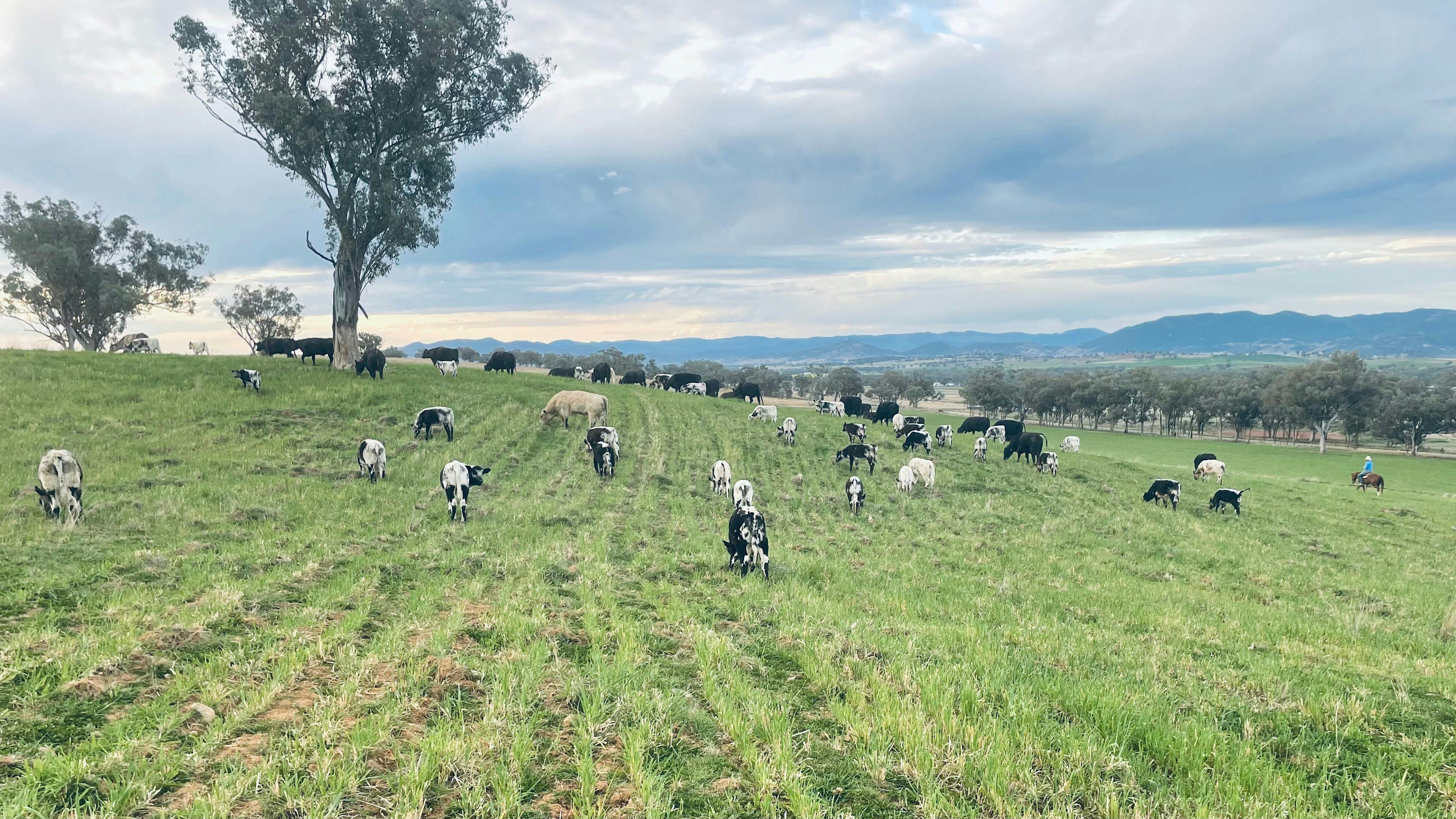 Working Cattle Property