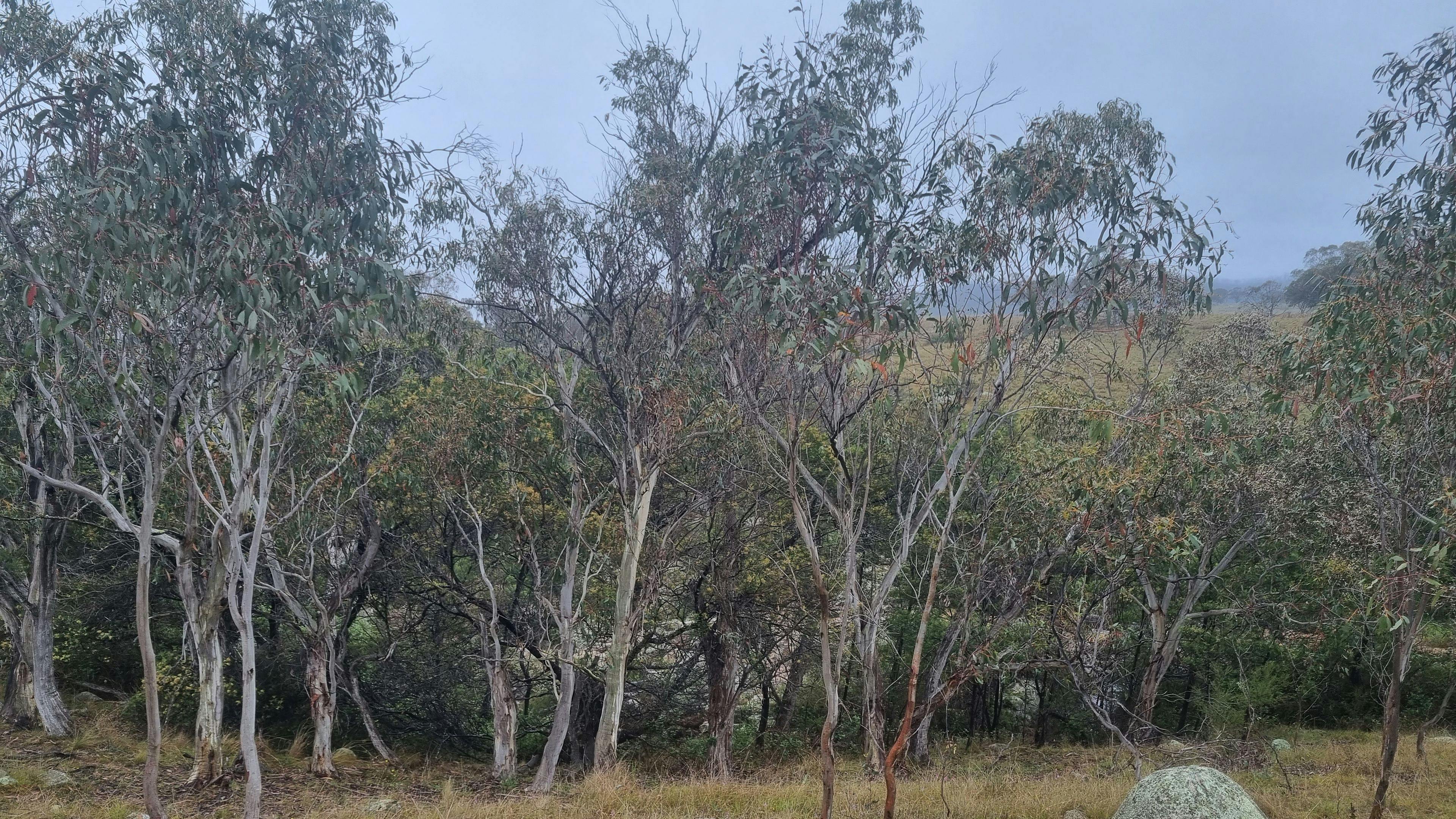 스프링 크릭 밸리 농장