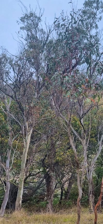 Spring Creek Valley Farm