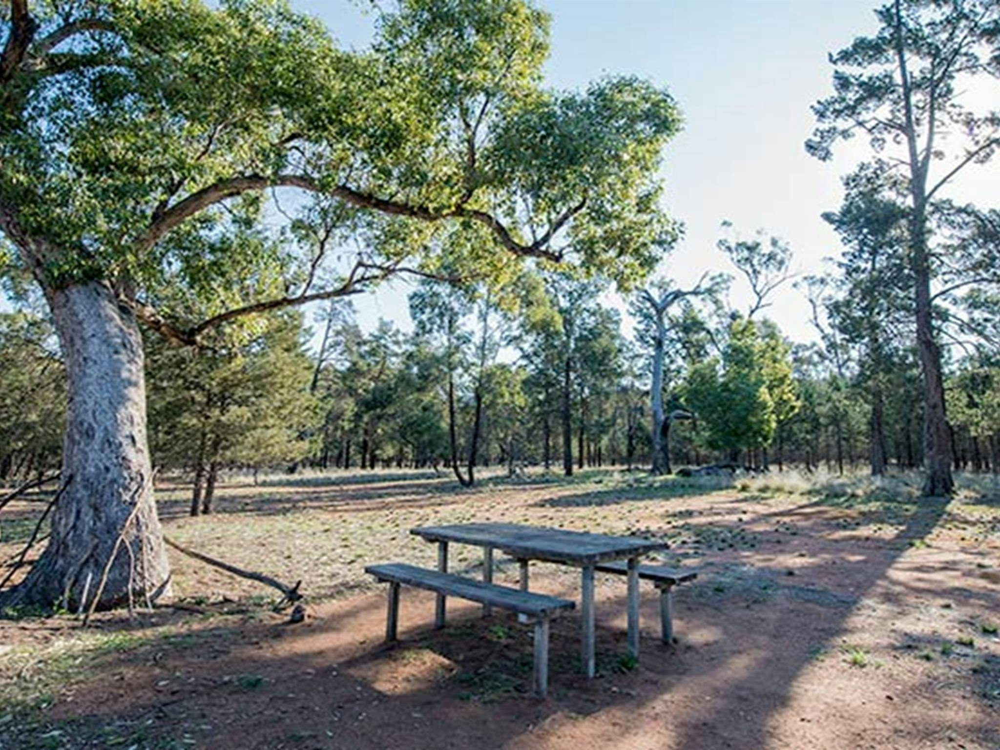 코코파라 국립공원 내 스프링 힐 피크닉 장소. 사진: 존 스펜서