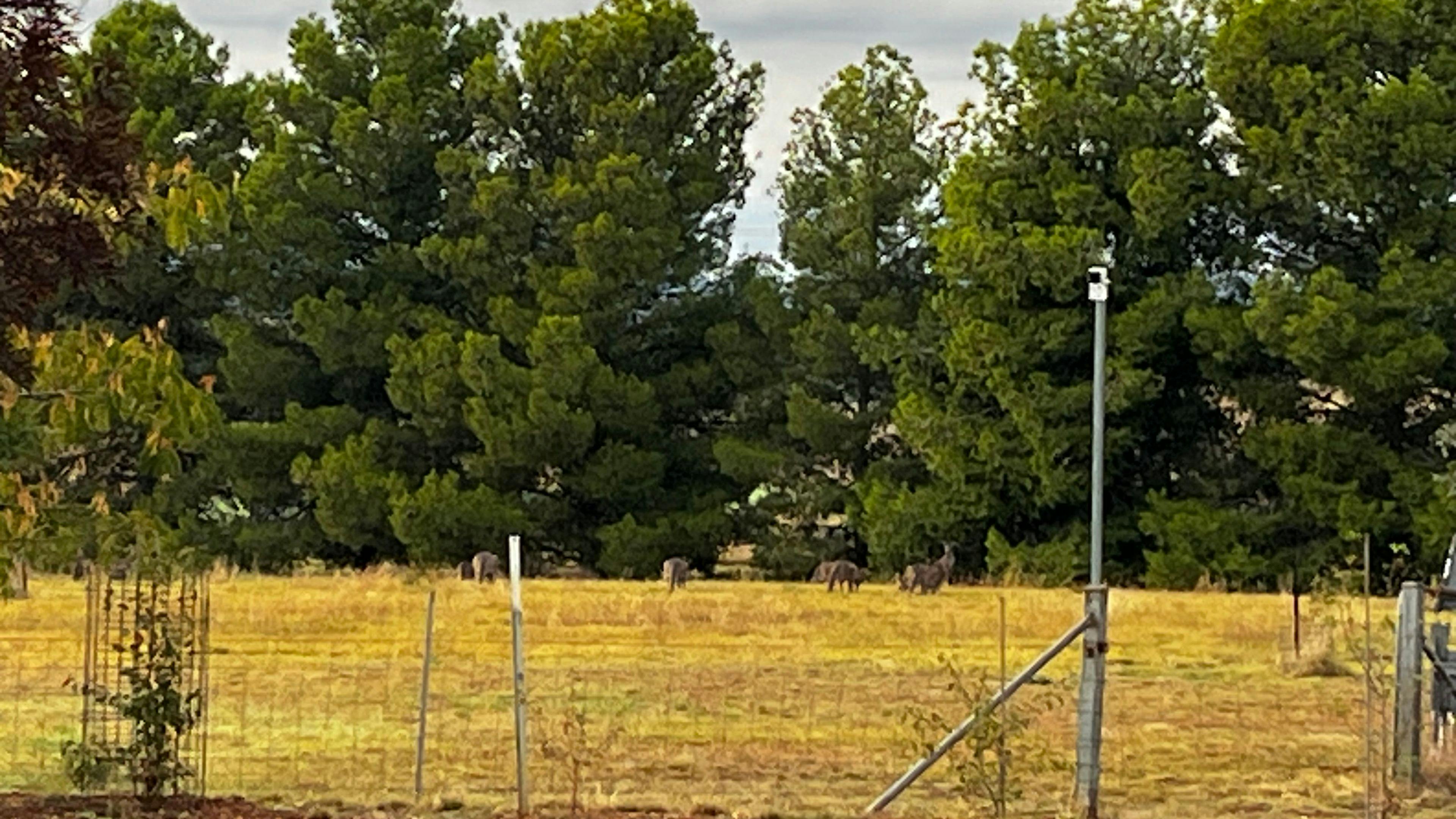 We do quite often have Kangaroos come to feed in the evenings. 