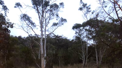 Stary Ponds
