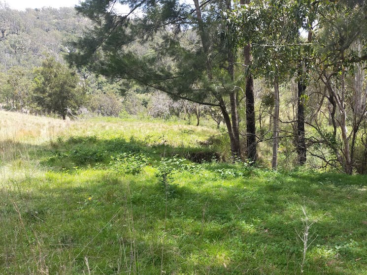 Stewy's Bush Camp