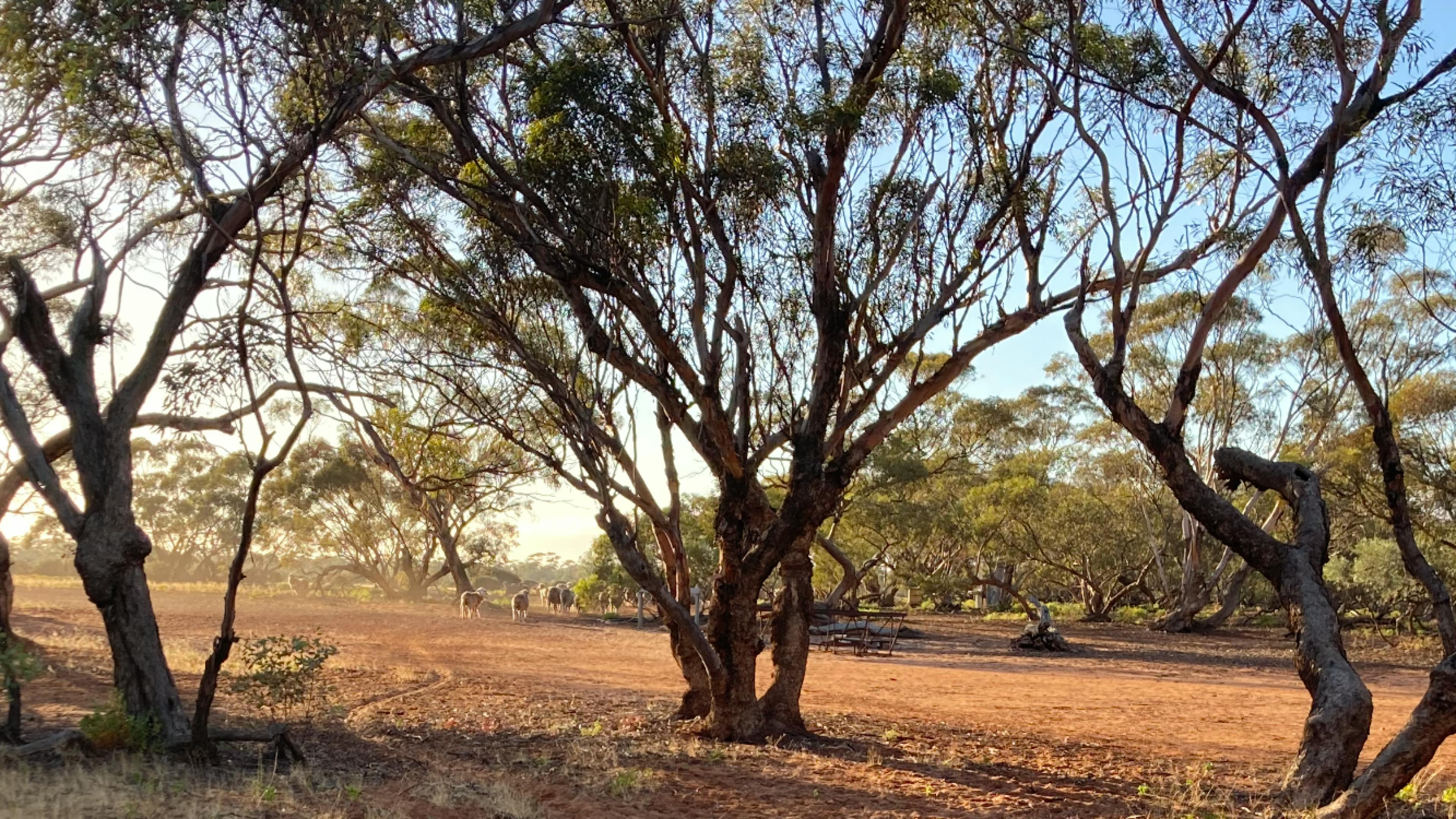 Stockyard Plains, The Riverland