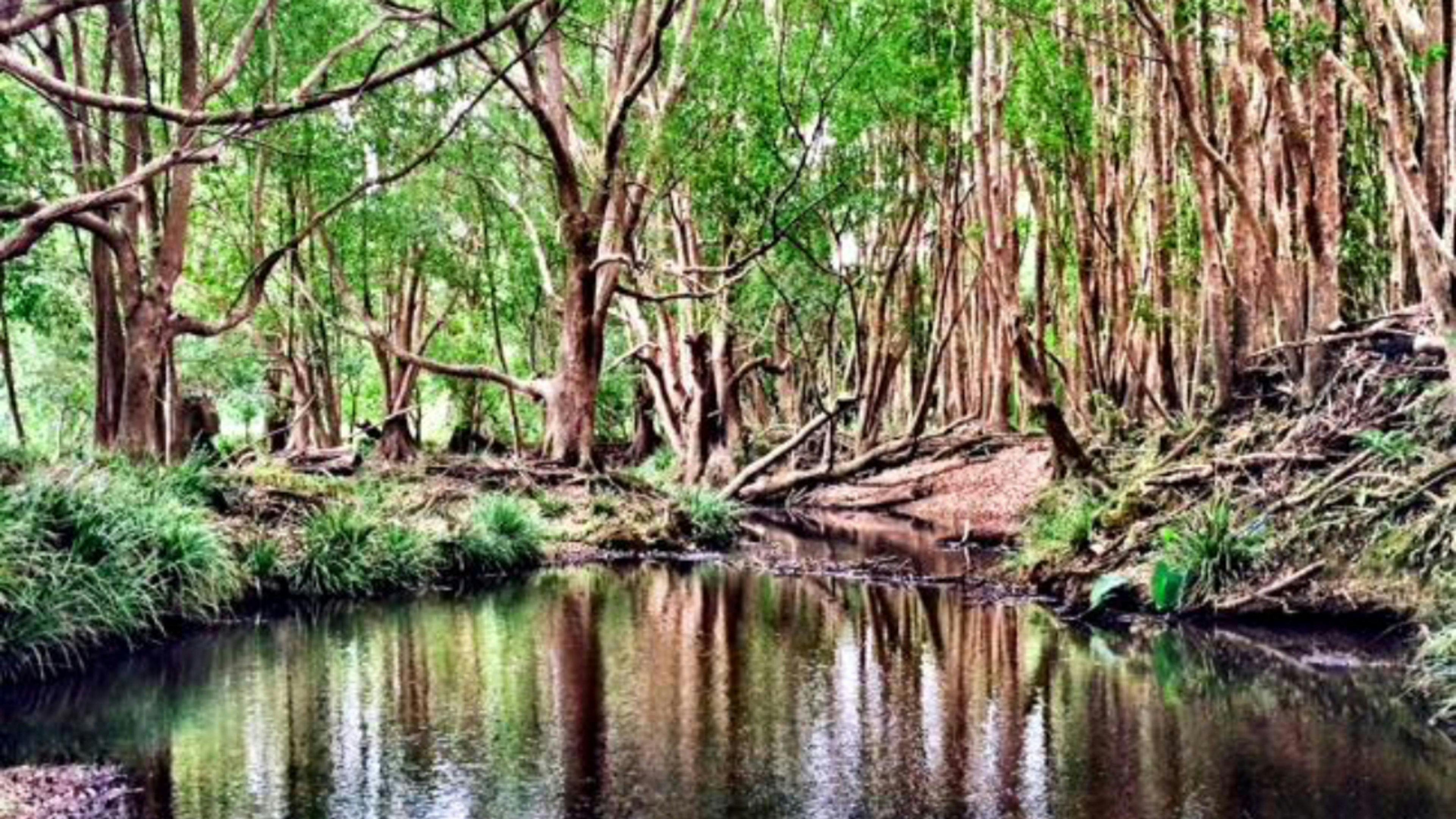 サイト2の小川沿いのキャンプ