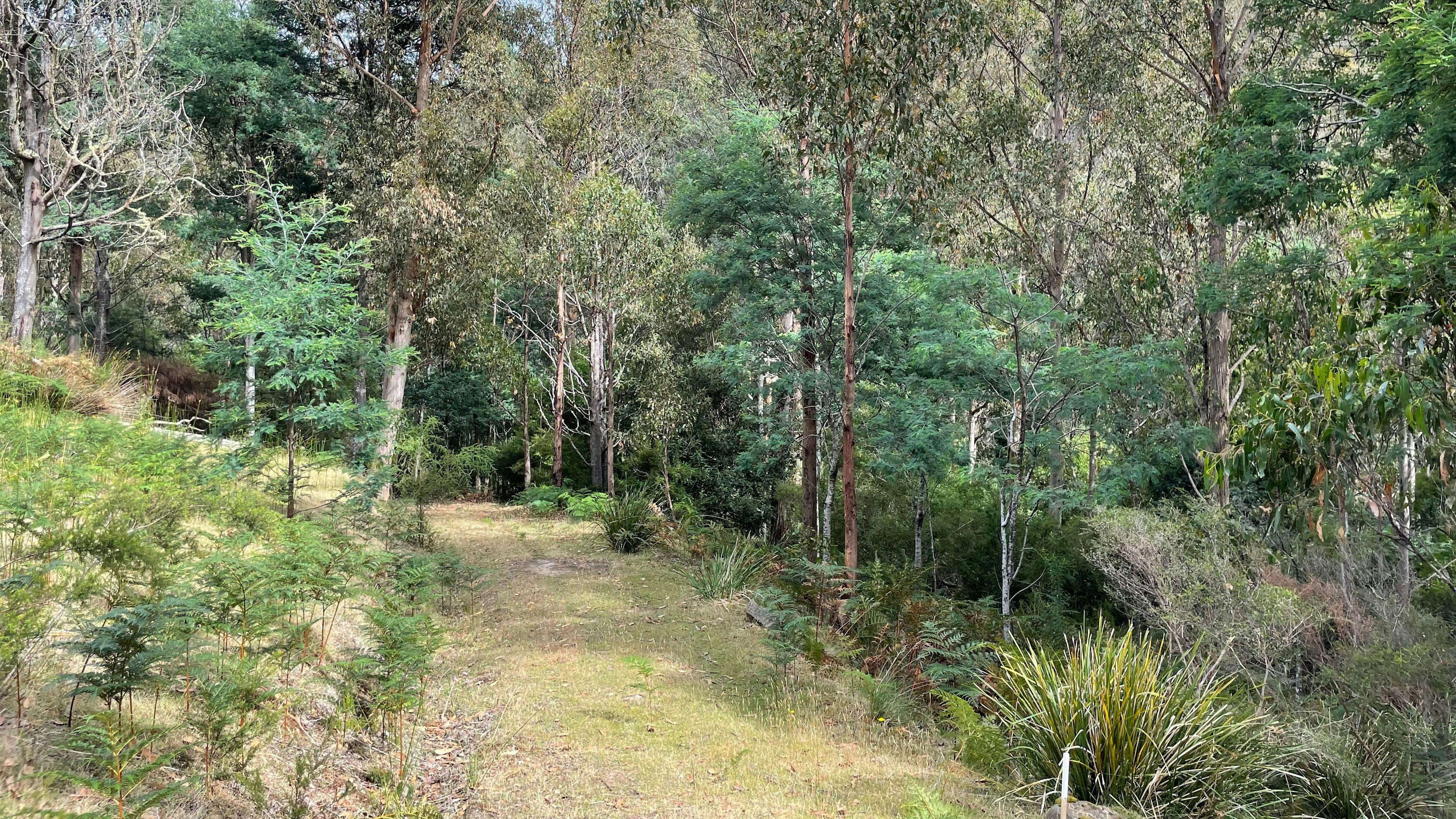the road down to the cabin