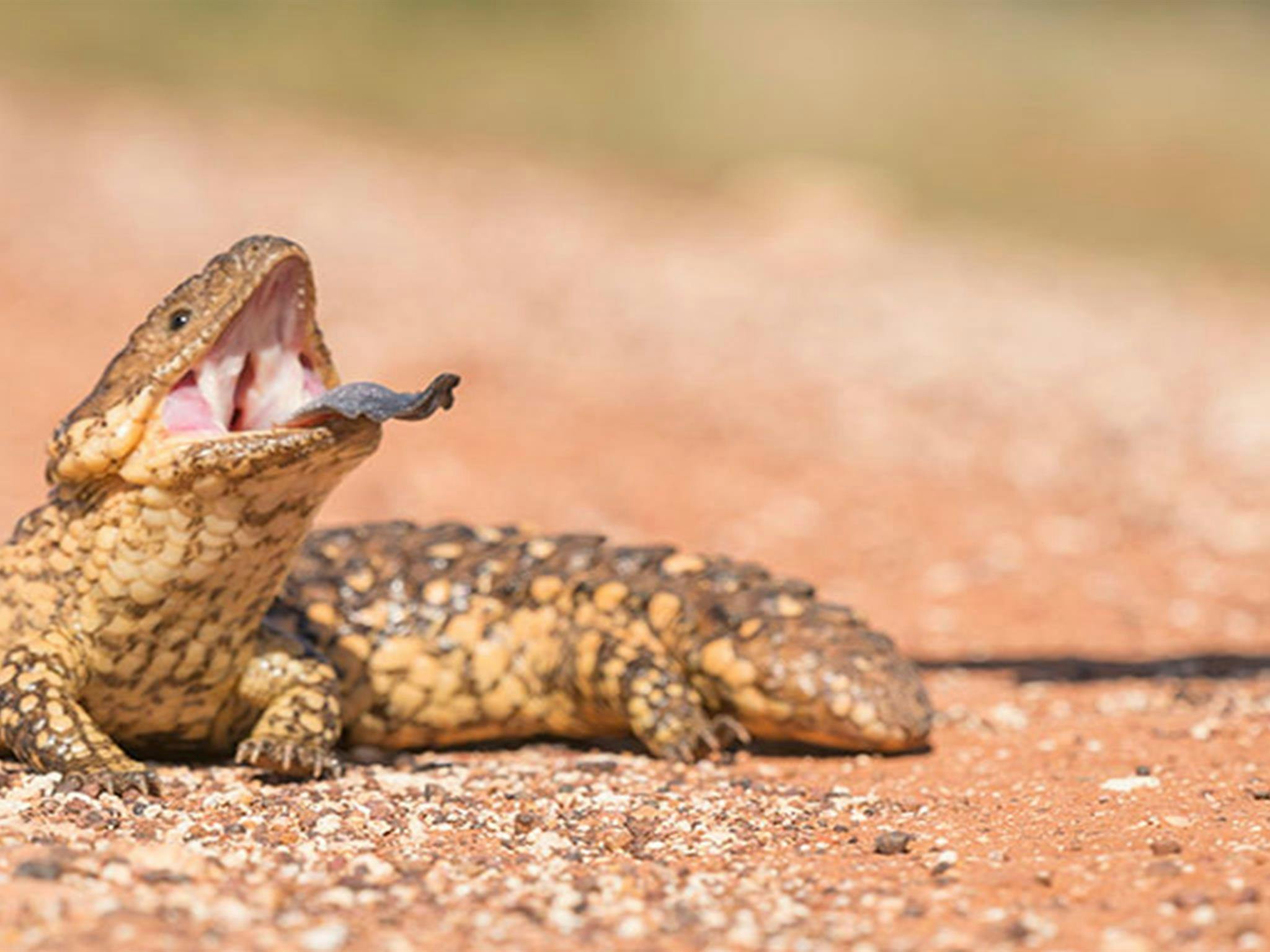 Stachelleguan im Sturt-Nationalpark. Foto: John Spencer/DPIE