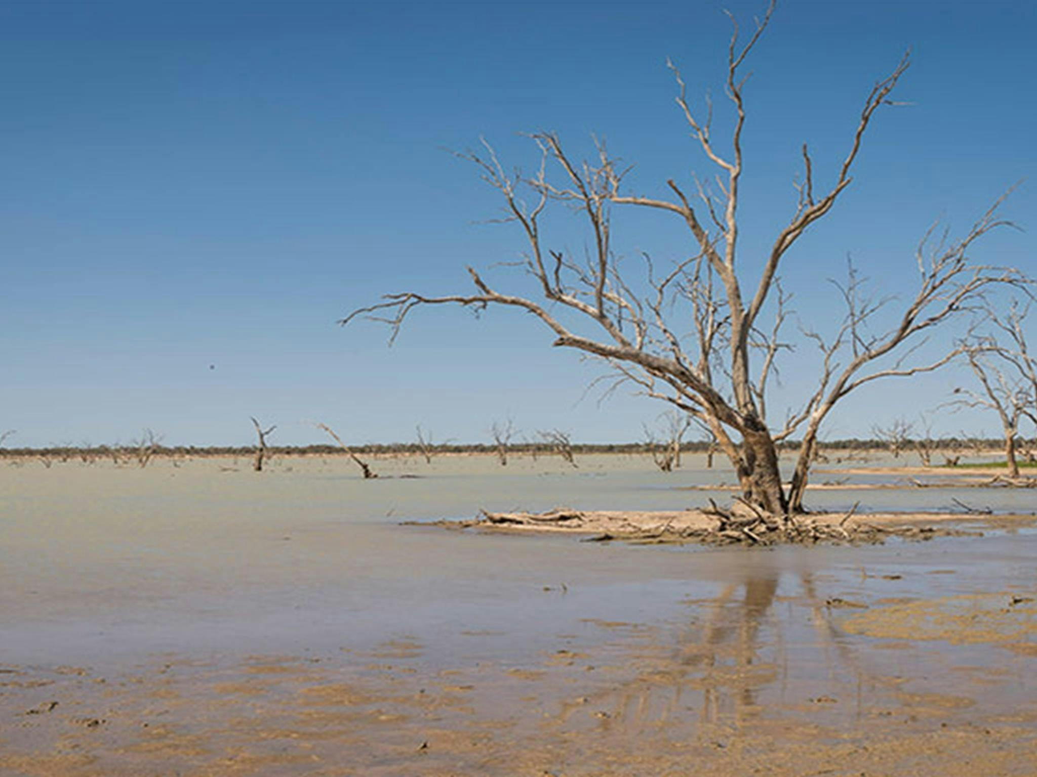 Feuchtgebiet Lake Pinaroo im Sturt-Nationalpark. Foto: John Spencer/DPIE
