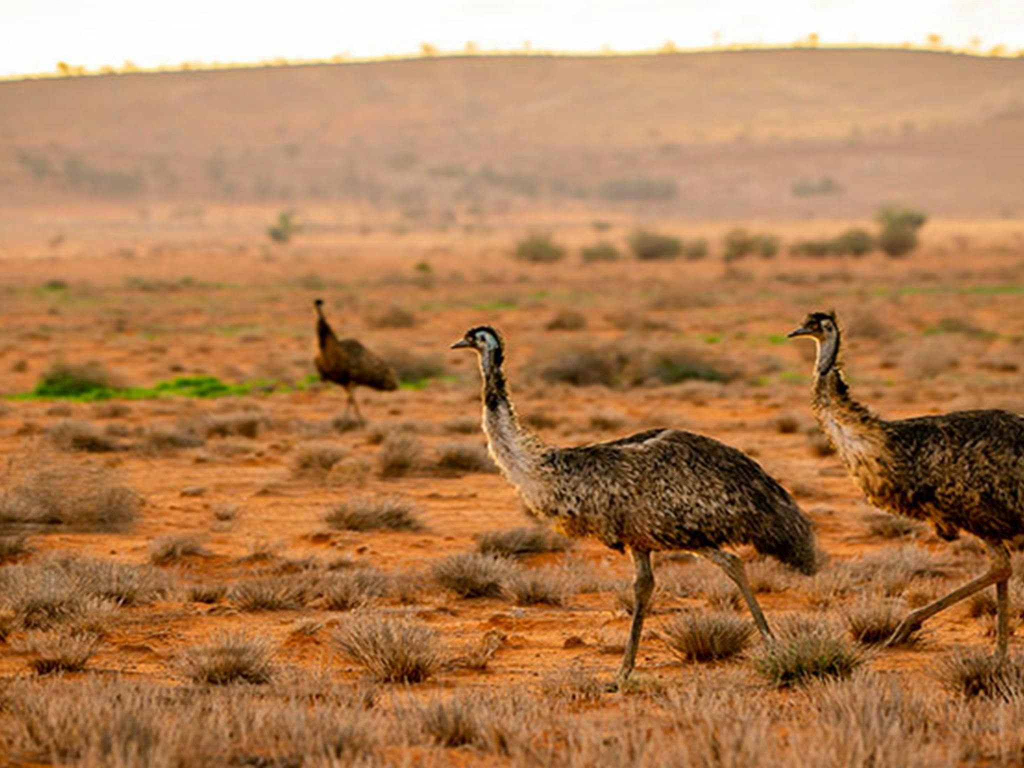 Emus on the red earth next to the Silver City Highway near Tibooburra. Photo: John Spencer/DPIE