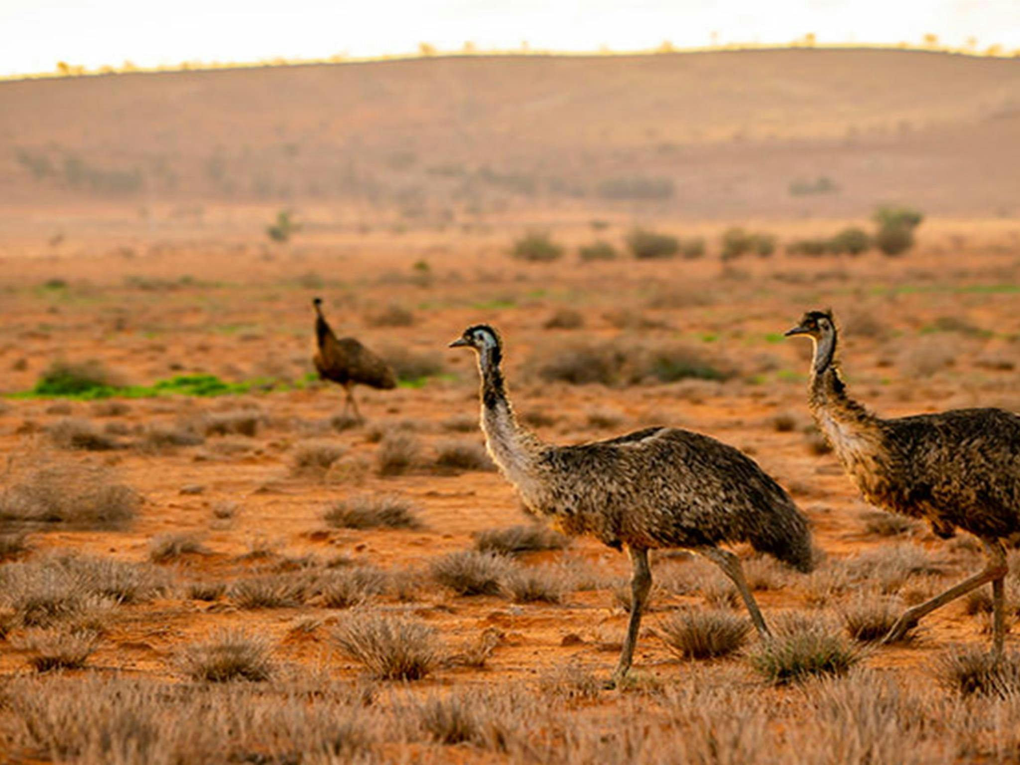 Emus auf der roten Erde neben dem Silver City Highway bei Tibooburra. Foto: John Spencer/DPIE