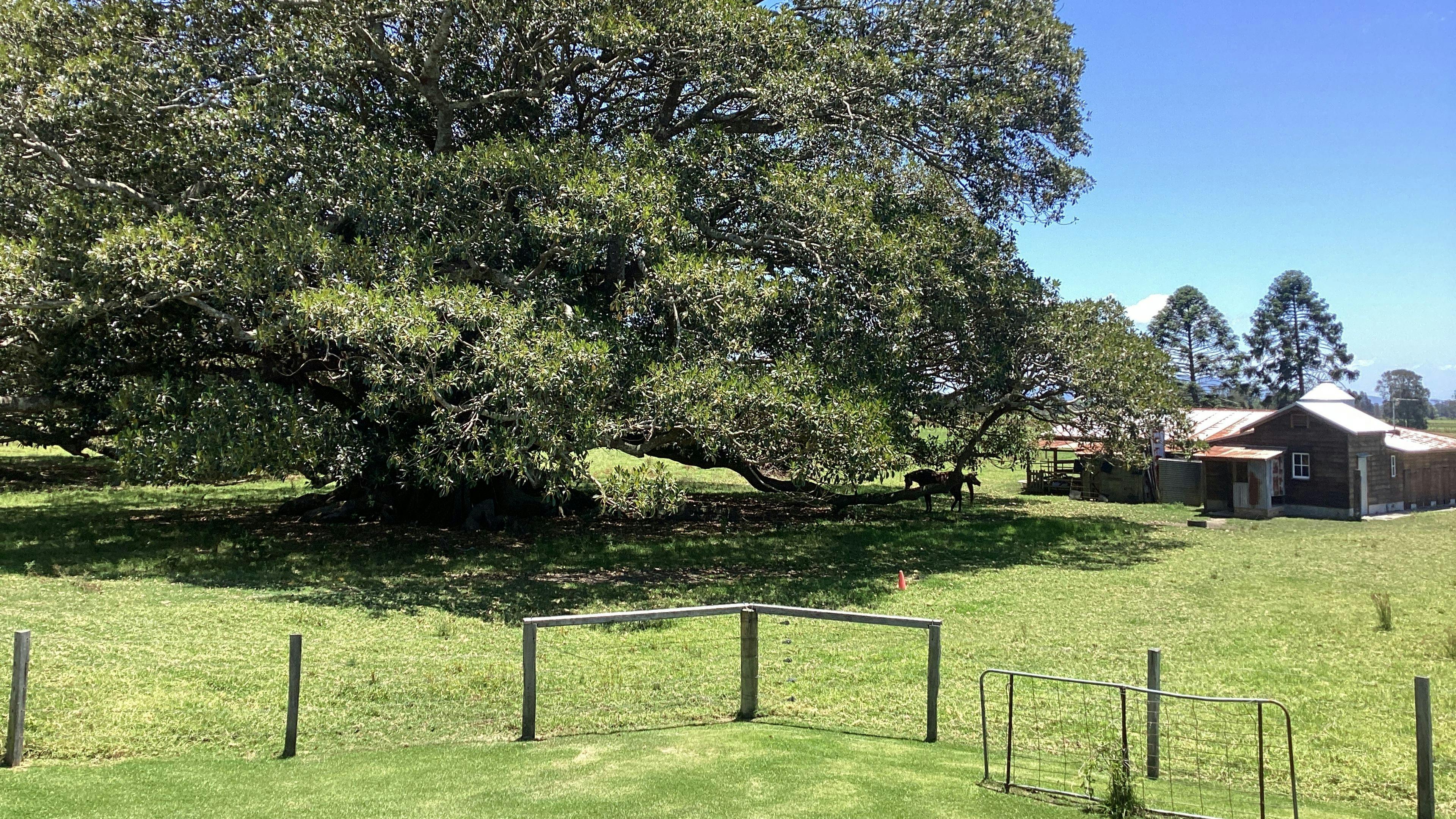 サマーアイランドファーム