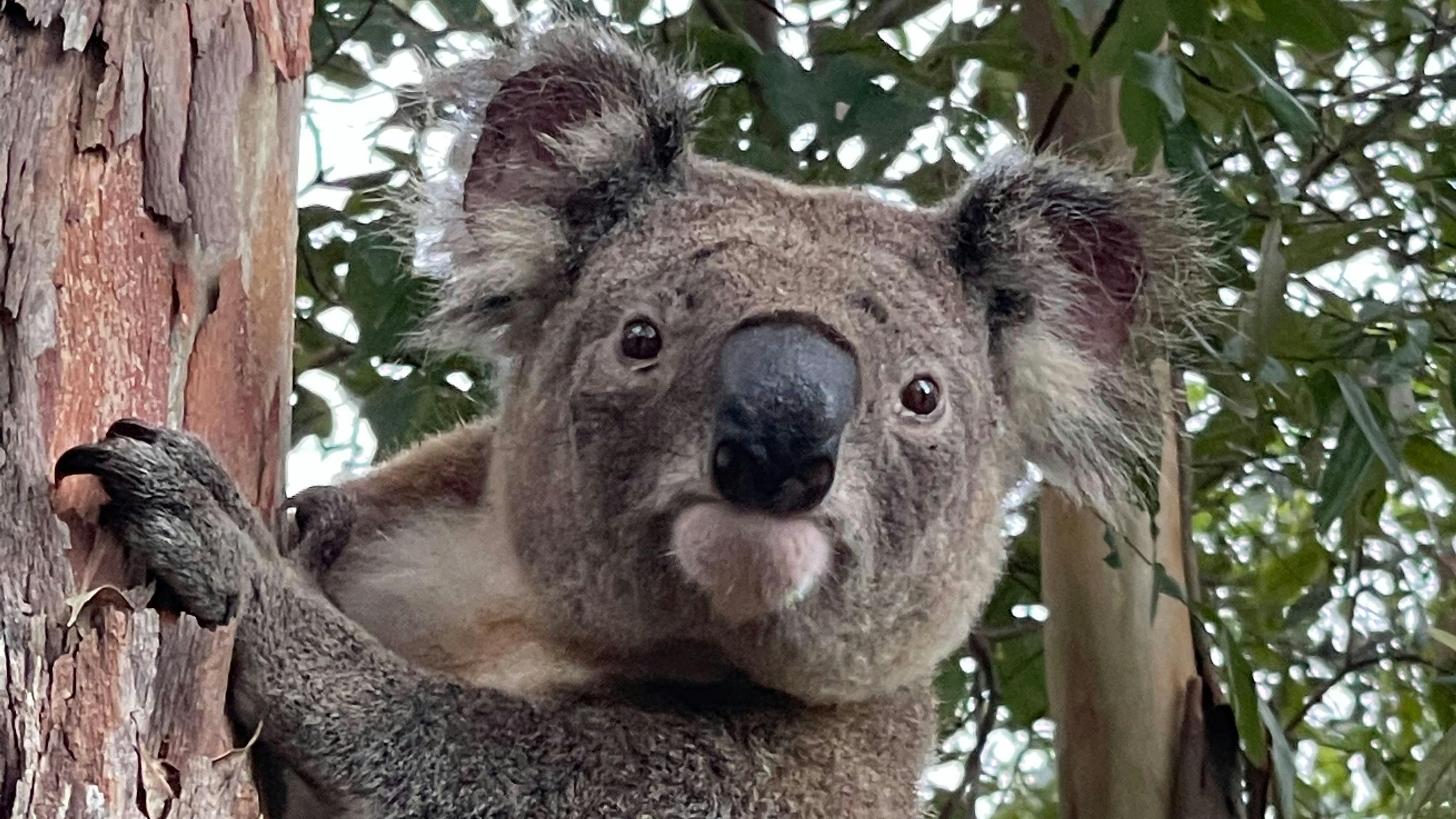 Sunset Ridge 99 Sunshine Road Wolvi