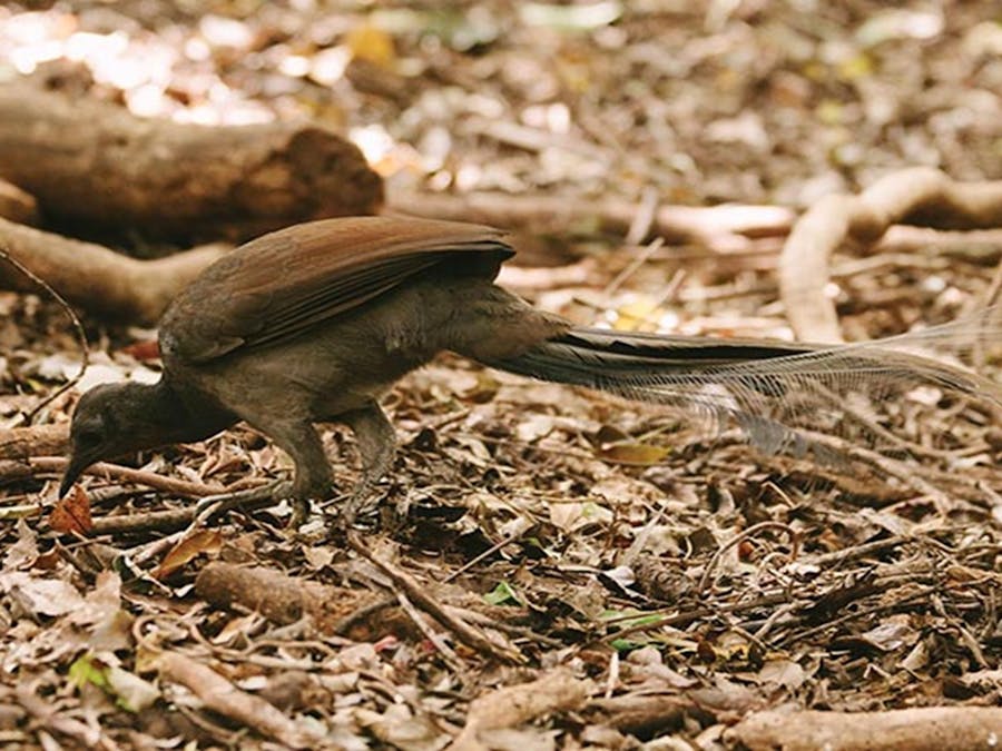 A superb lyrebird in Budderoo National Park. Photo credit: David Finnegan &copy; DPIE