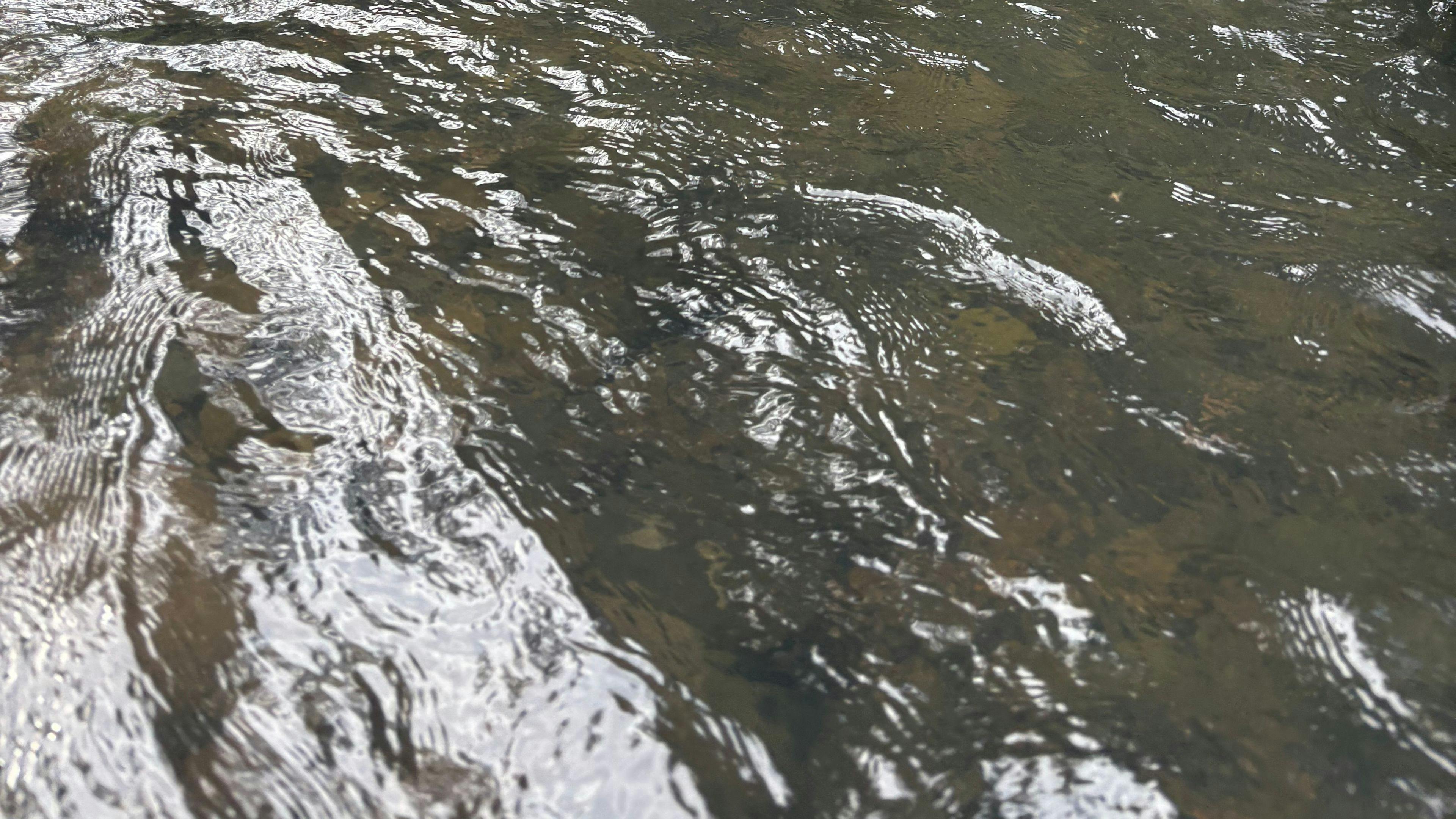 Border Ranges Pastoral
