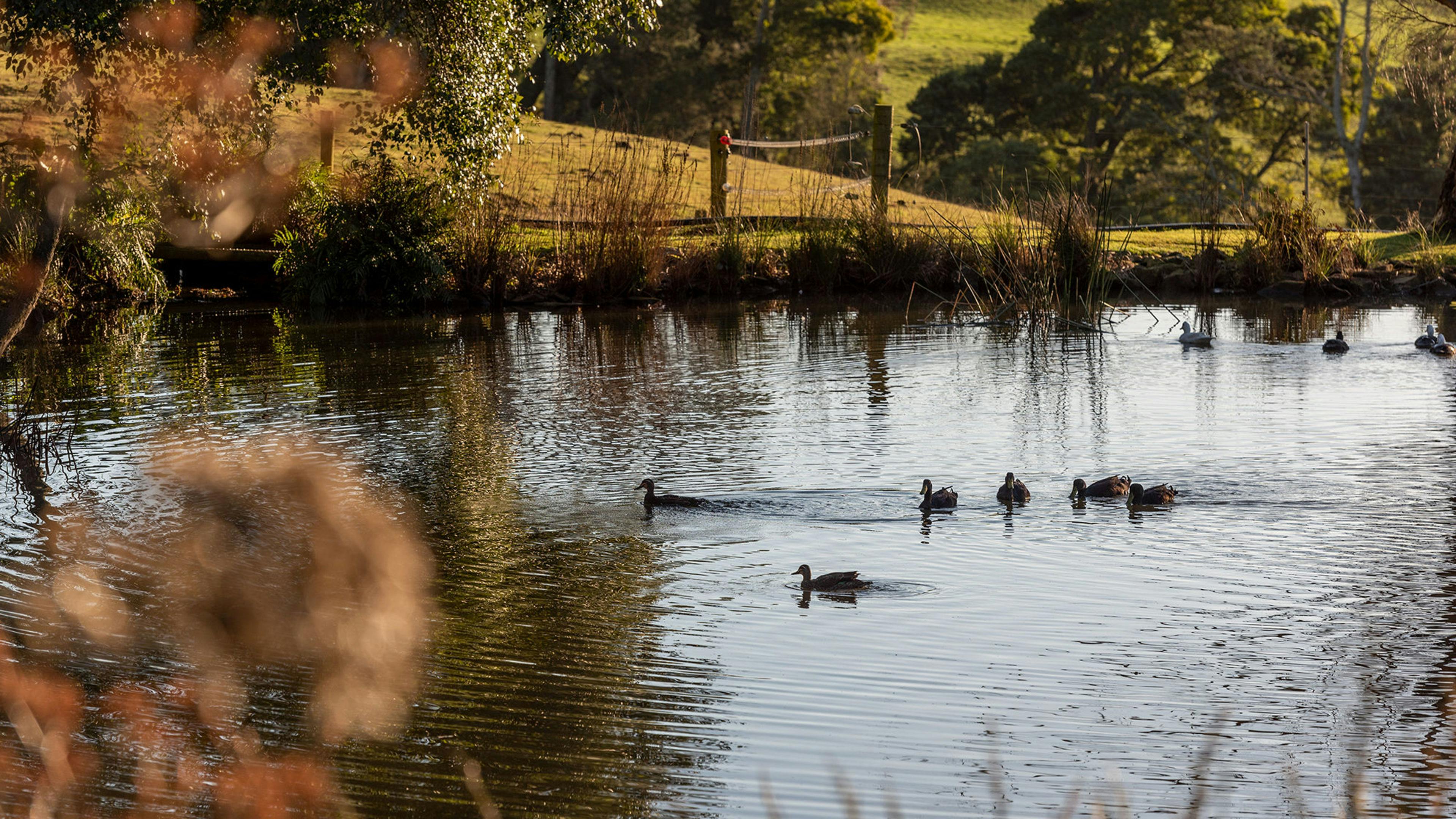 Arion Park