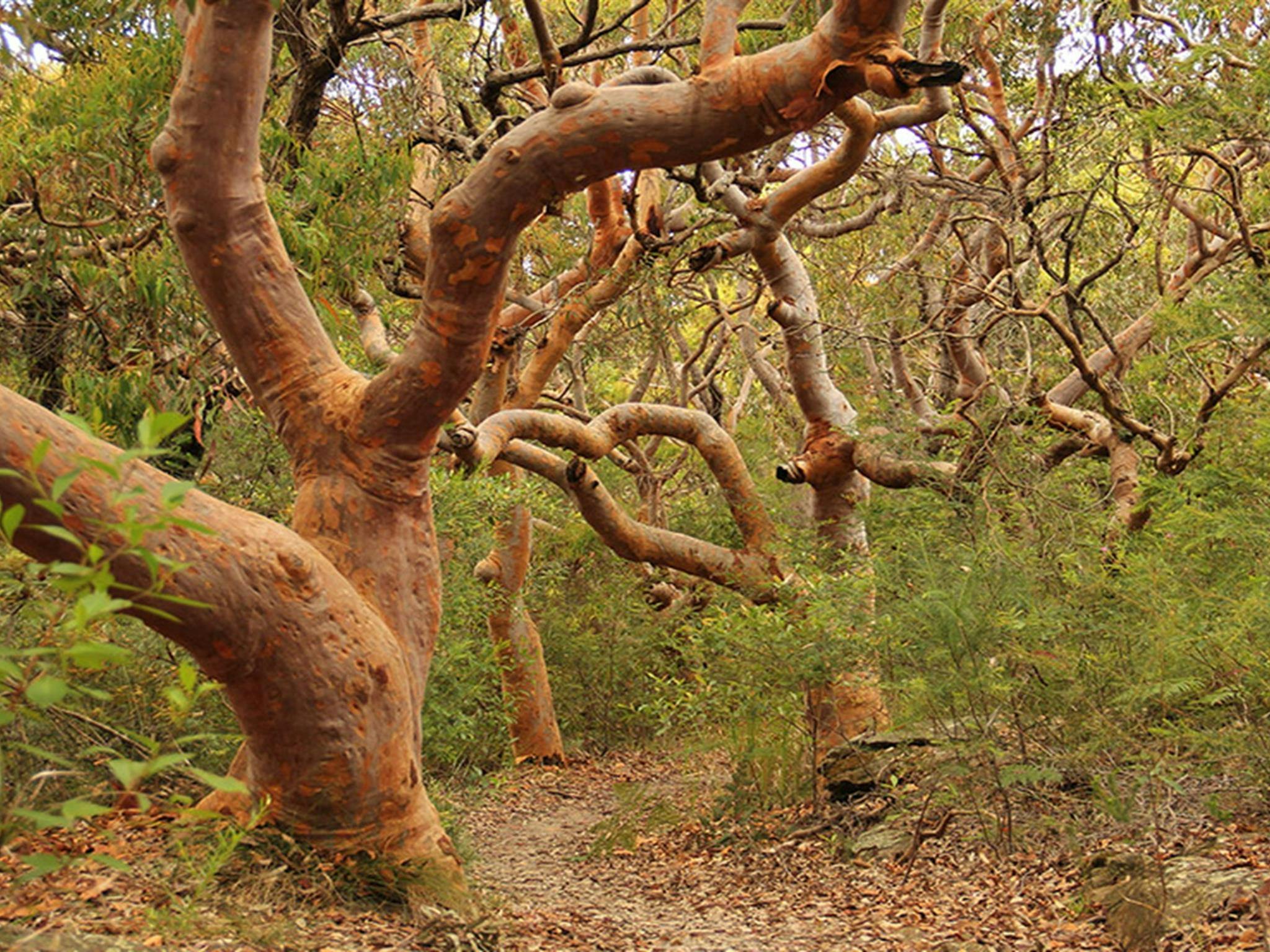 Sydney red gum trees in Sydney Harbour National Park. Credit: John Yurasek &copy; DCCEEW