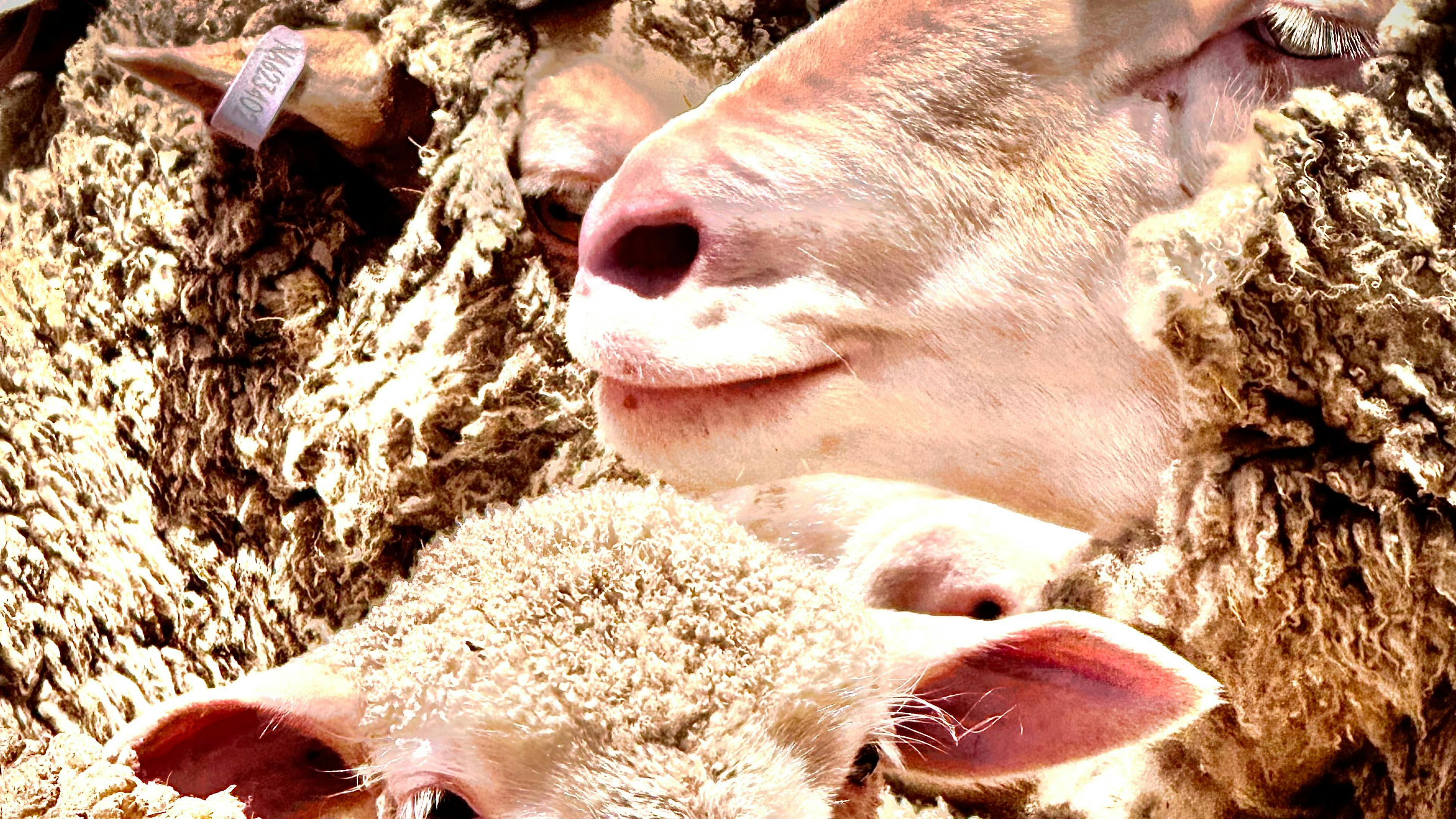 Image for Corella Farm