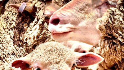 Corella Farm