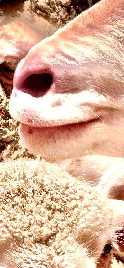 Corella Farm