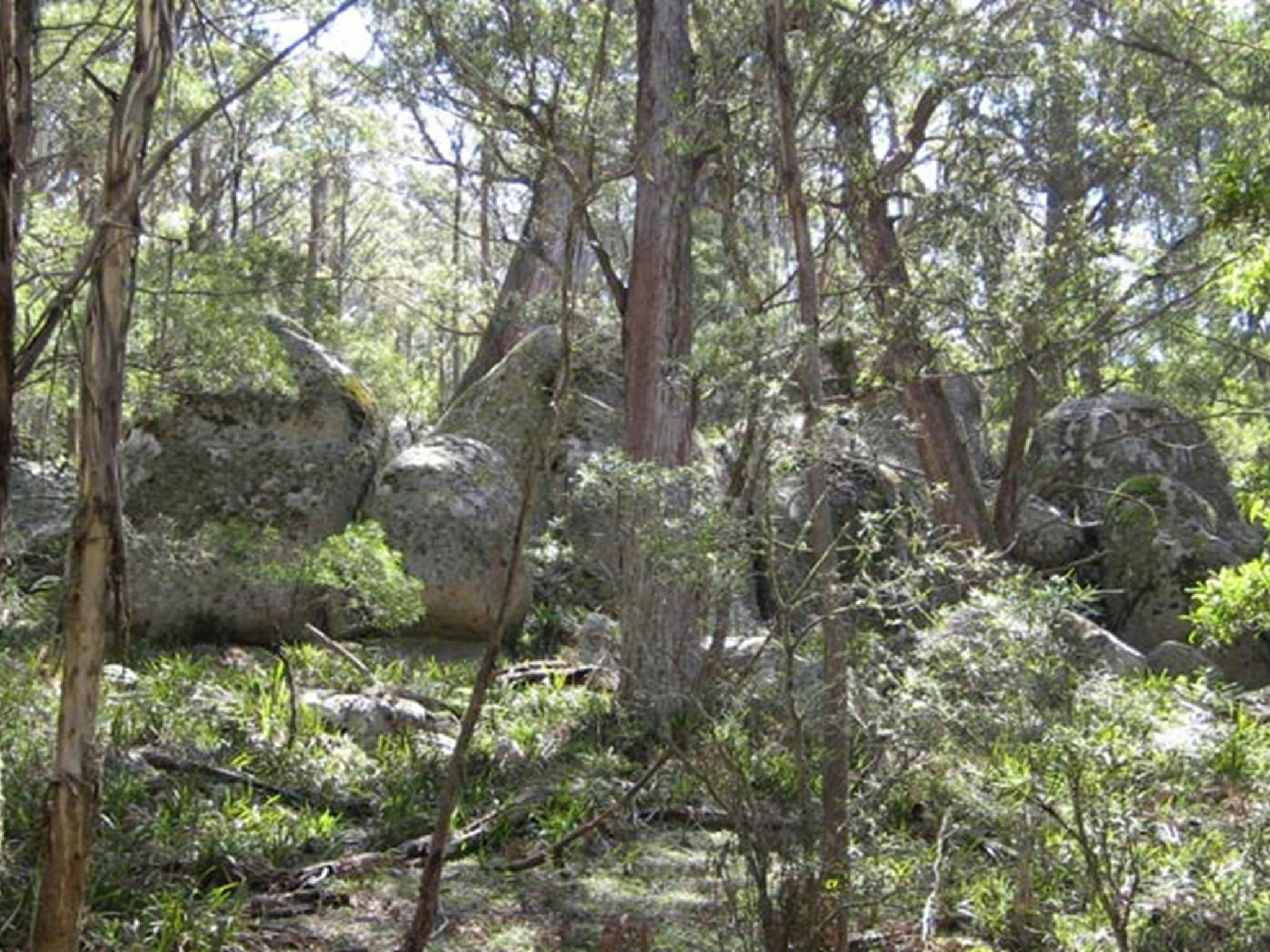 Tallaganda National Park. Photo: S Jackson/NSW Government