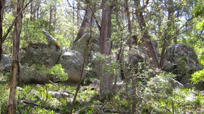 Tallaganda National Park. Photo: S Jackson/NSW Government
