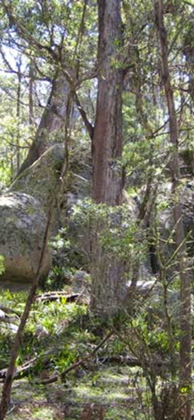 Tallaganda National Park. Photo: S Jackson/NSW Government