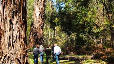 Tallaganda National Park. Photo: Stuart Cohen/NSW Government