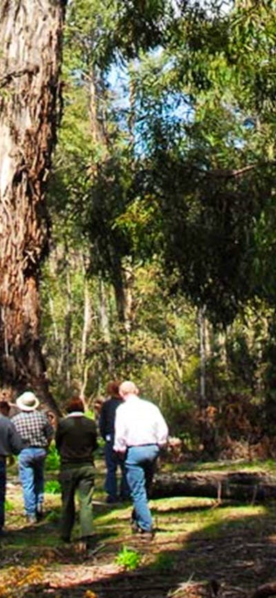 Tallaganda National Park. Photo: Stuart Cohen/NSW Government