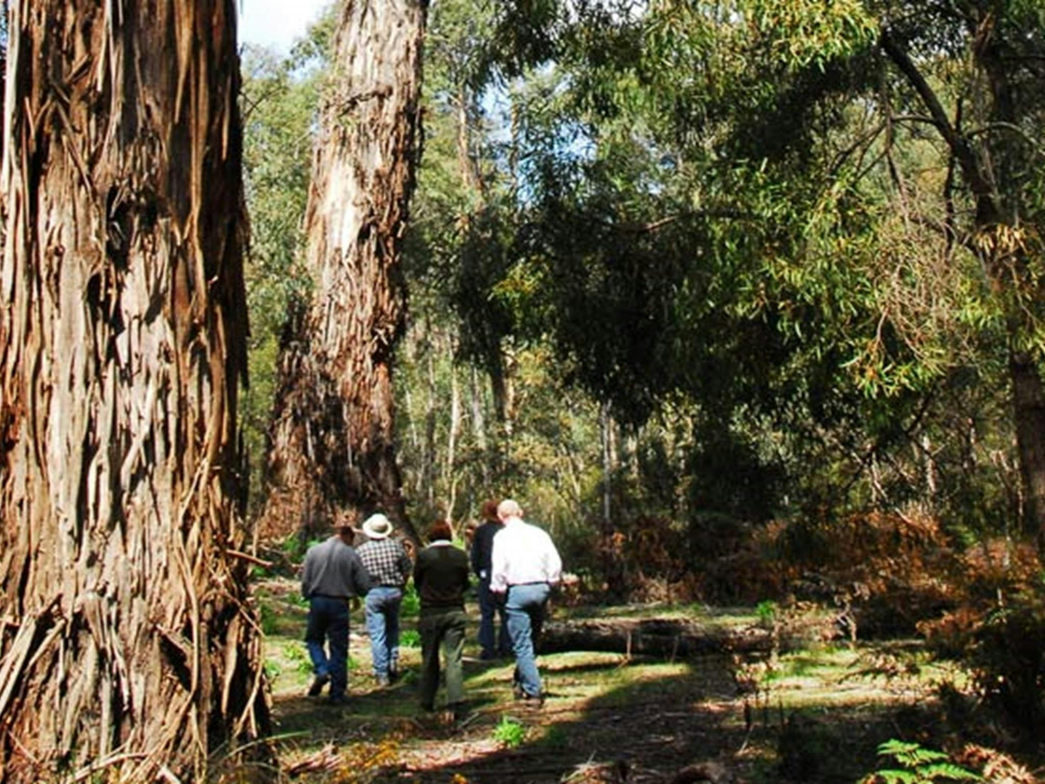 Tallaganda National Park. Photo: Stuart Cohen/NSW Government