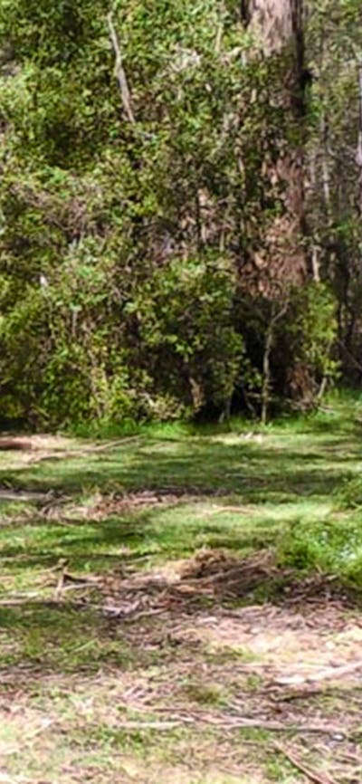 Mullon Creek campground, Tallaganda National Park. Photo: S Jackson/NSW Government