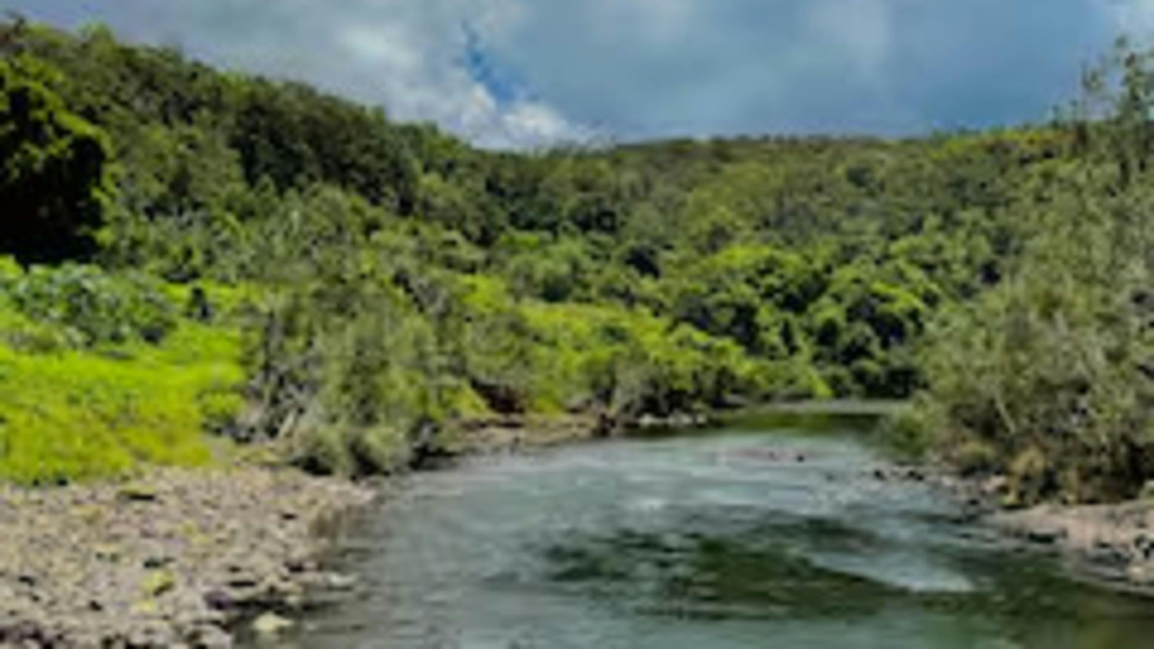 Tallowa
