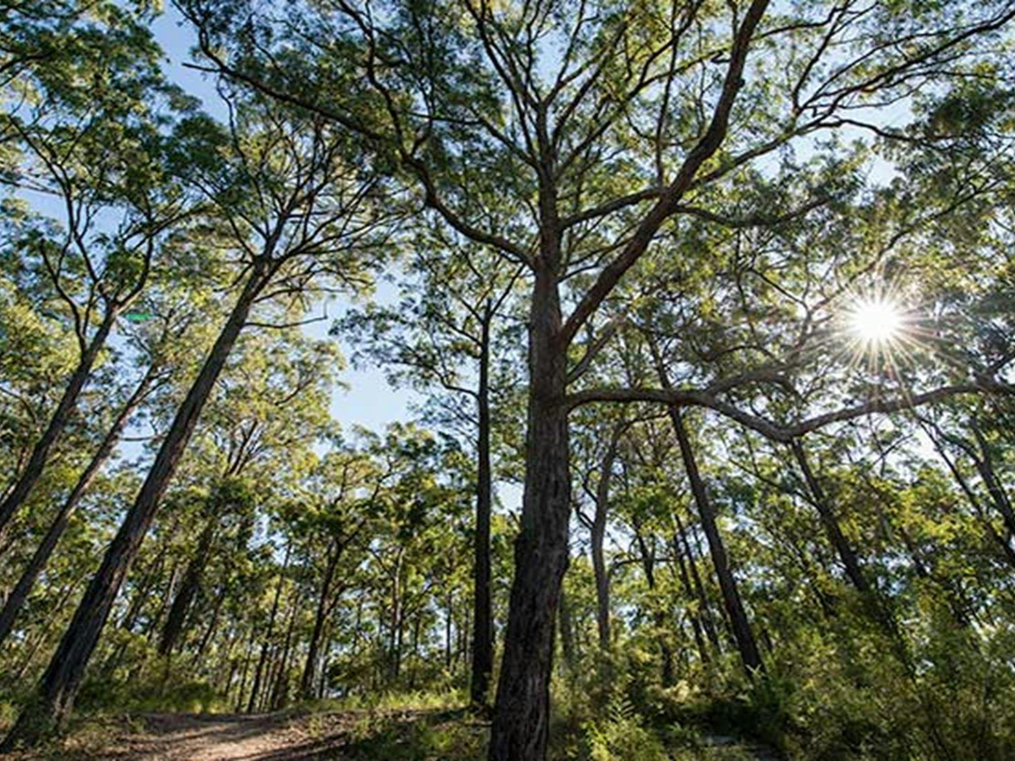 카루아 국립공원의 태터솔스 캠핑장. 사진: 존 스펜서/NSW 정부