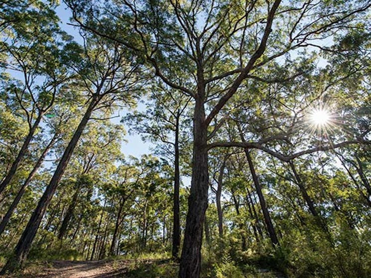 Tattersalls campground, Karuah National Park. Photo: John Spencer/NSW Government