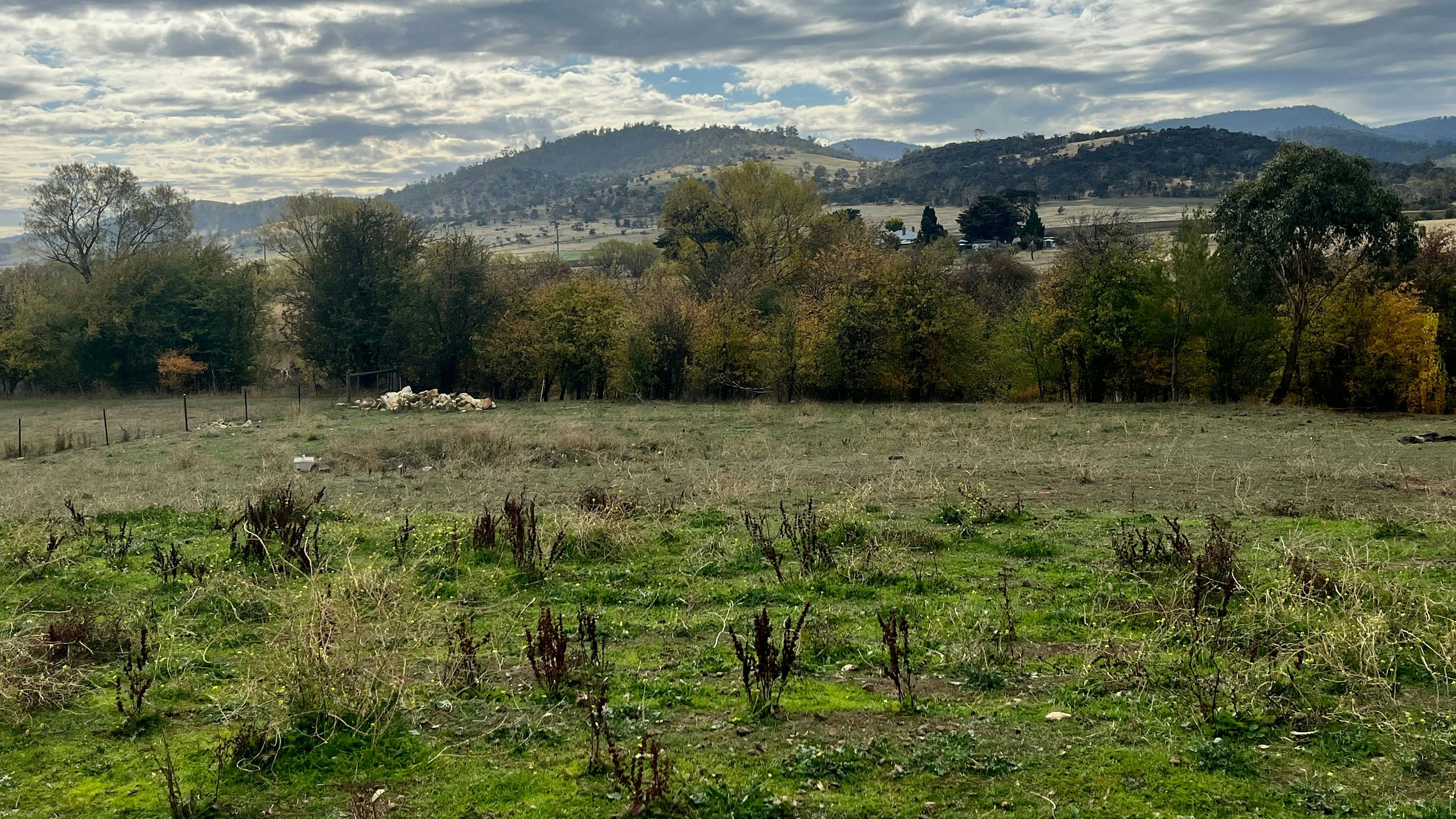 Tea Tree Farm