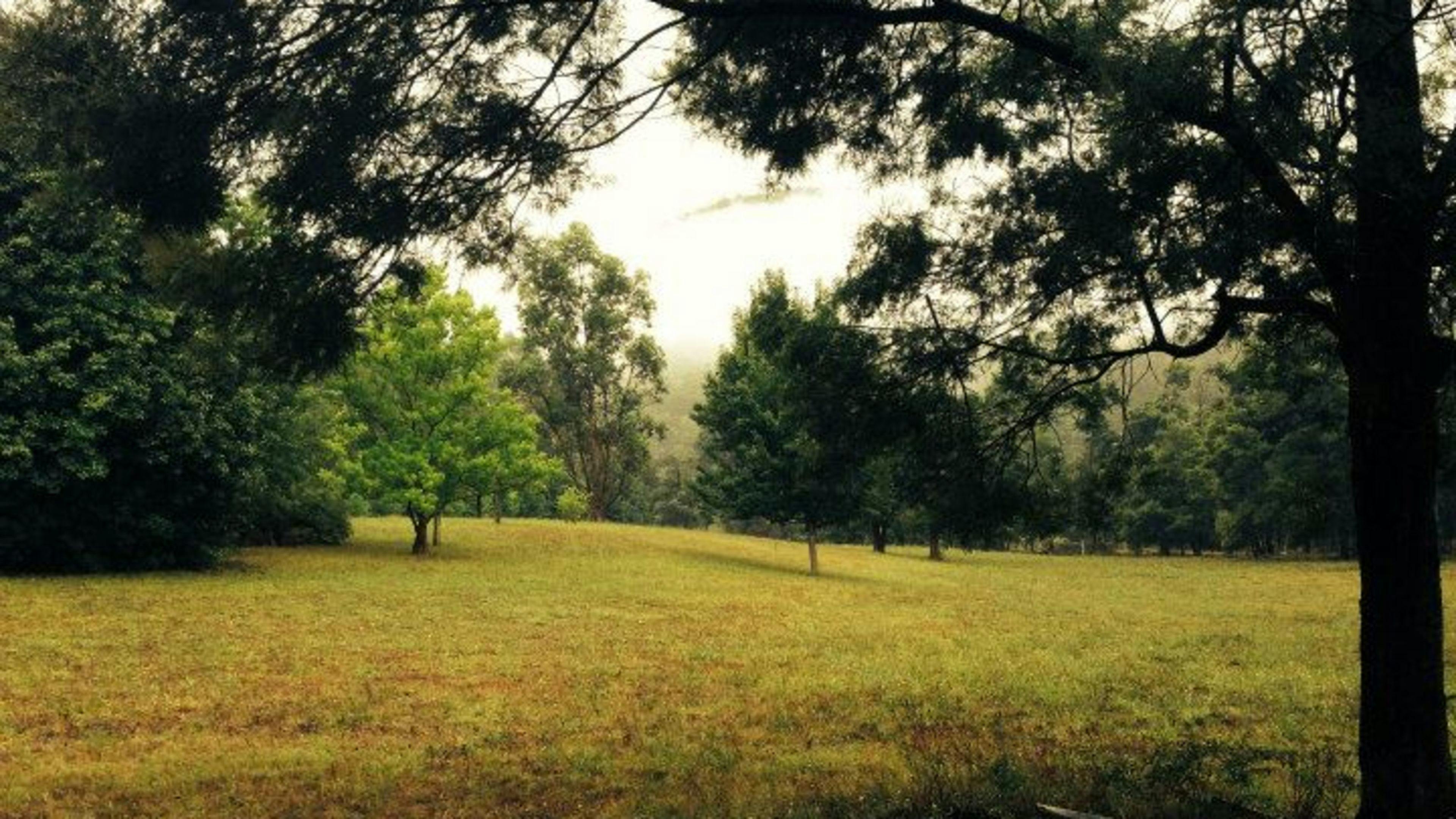 Enjoy the scenery within the property, but please don't camp under a tree. 