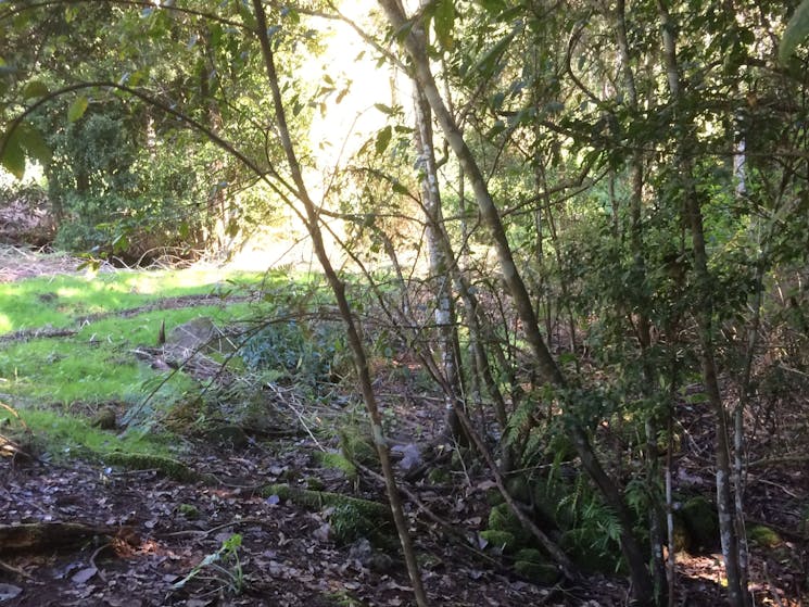 Rainforest pioneer plants growing between campsite and the bamboo grove