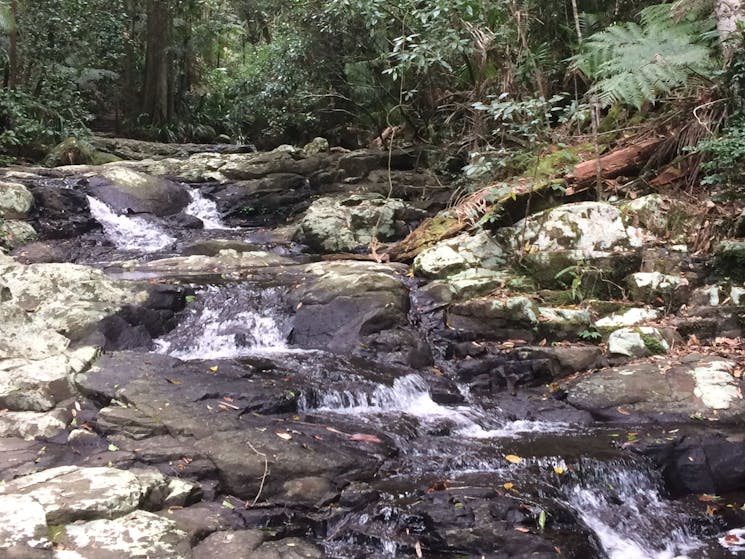 Protesters' Falls track, Nightcap National Park
