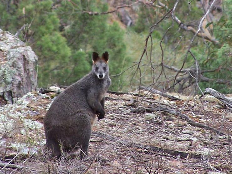 Nangar National Park, red necked wallaby. Photo: Geoff Fox/NSW Government