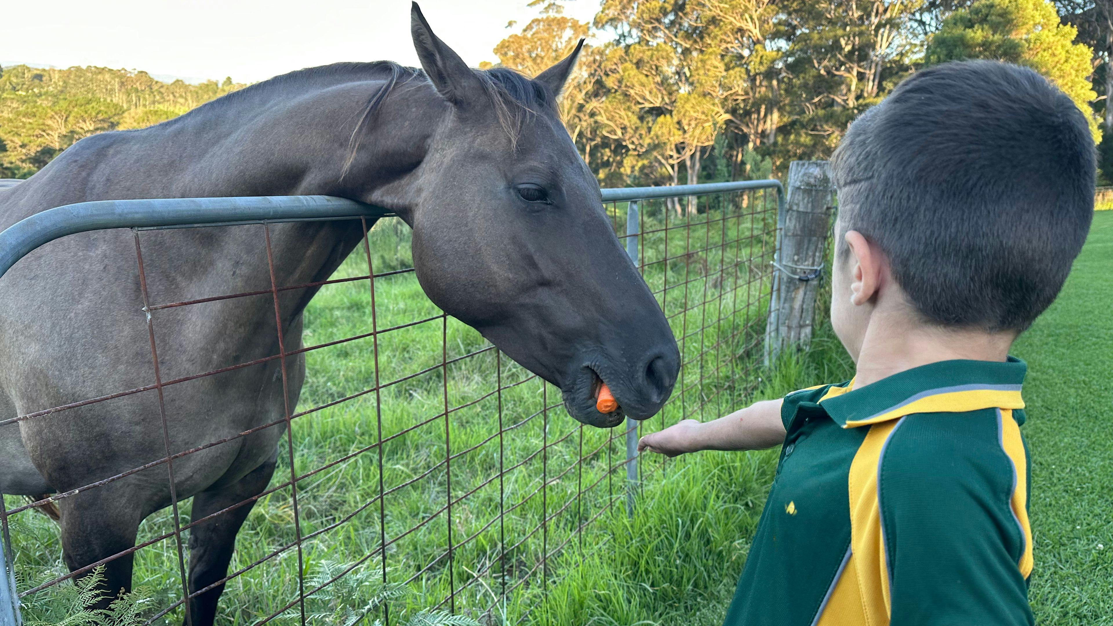 Feeding the horses