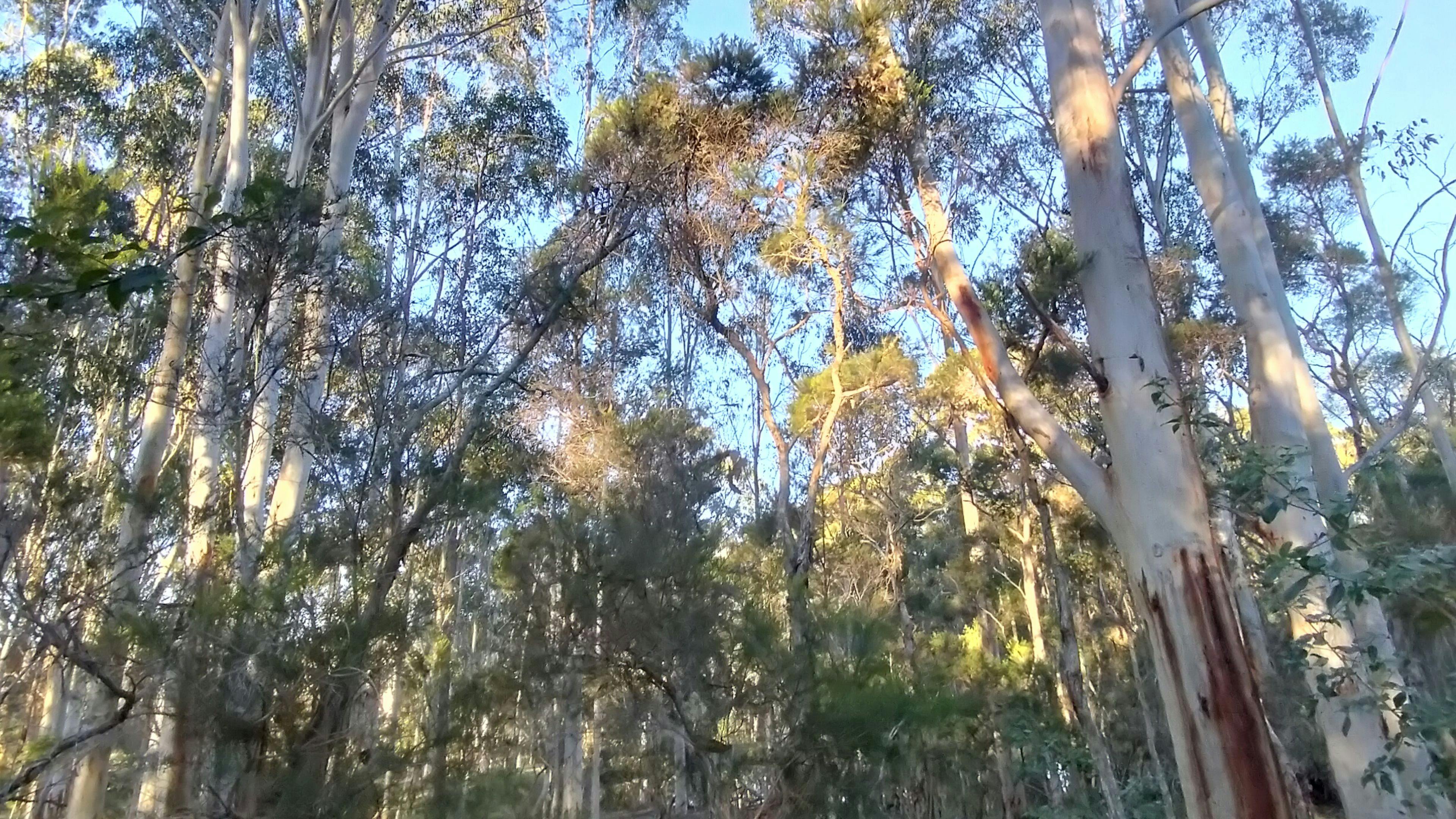 ブルーベリー農園