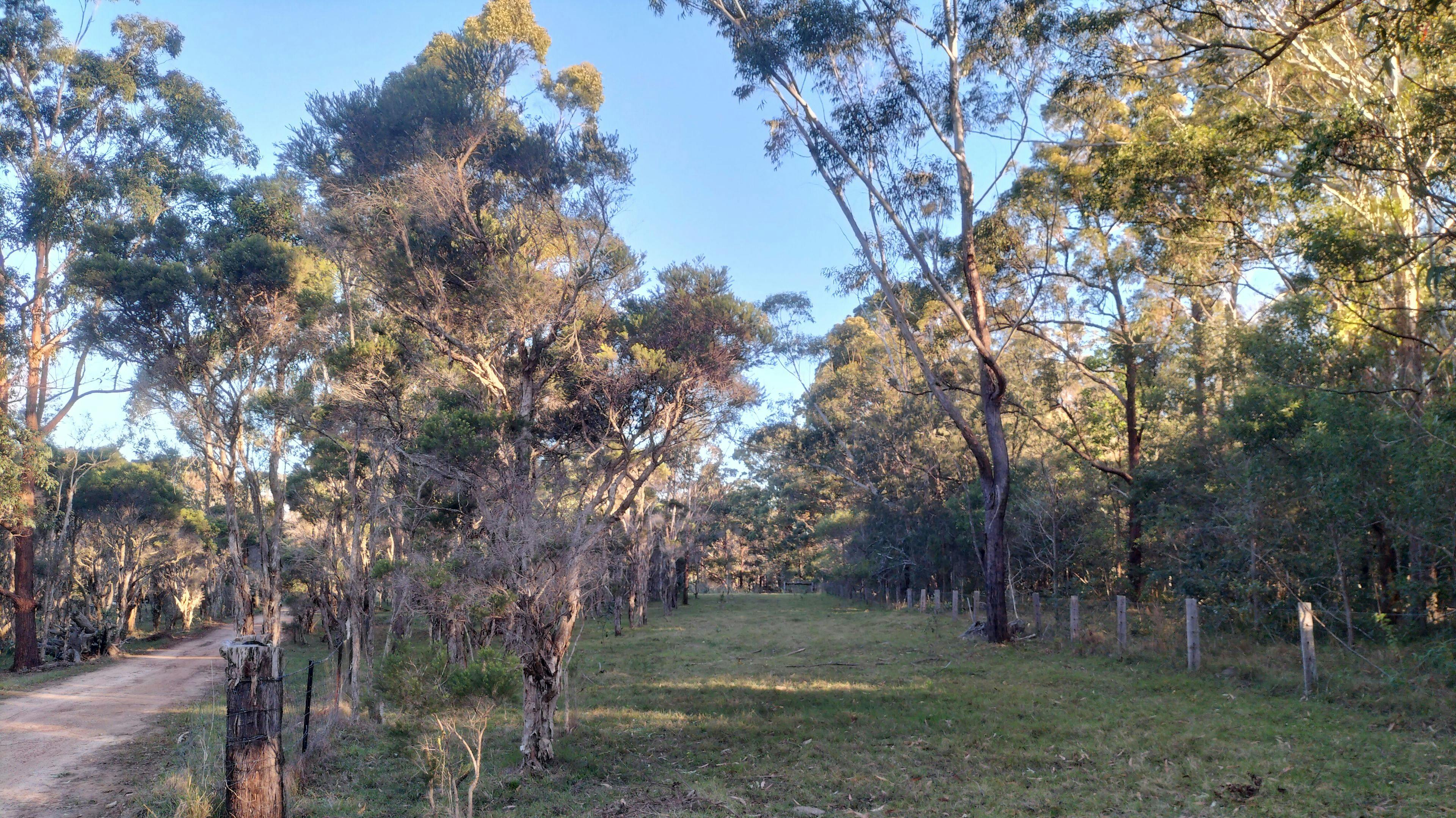 ブルーベリー農園